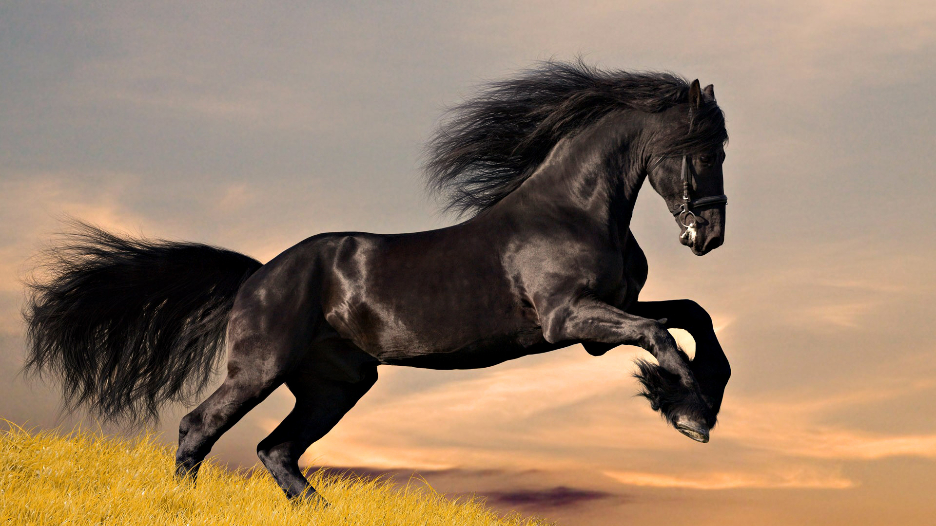 Download mobile wallpaper Animal, Horse for free.