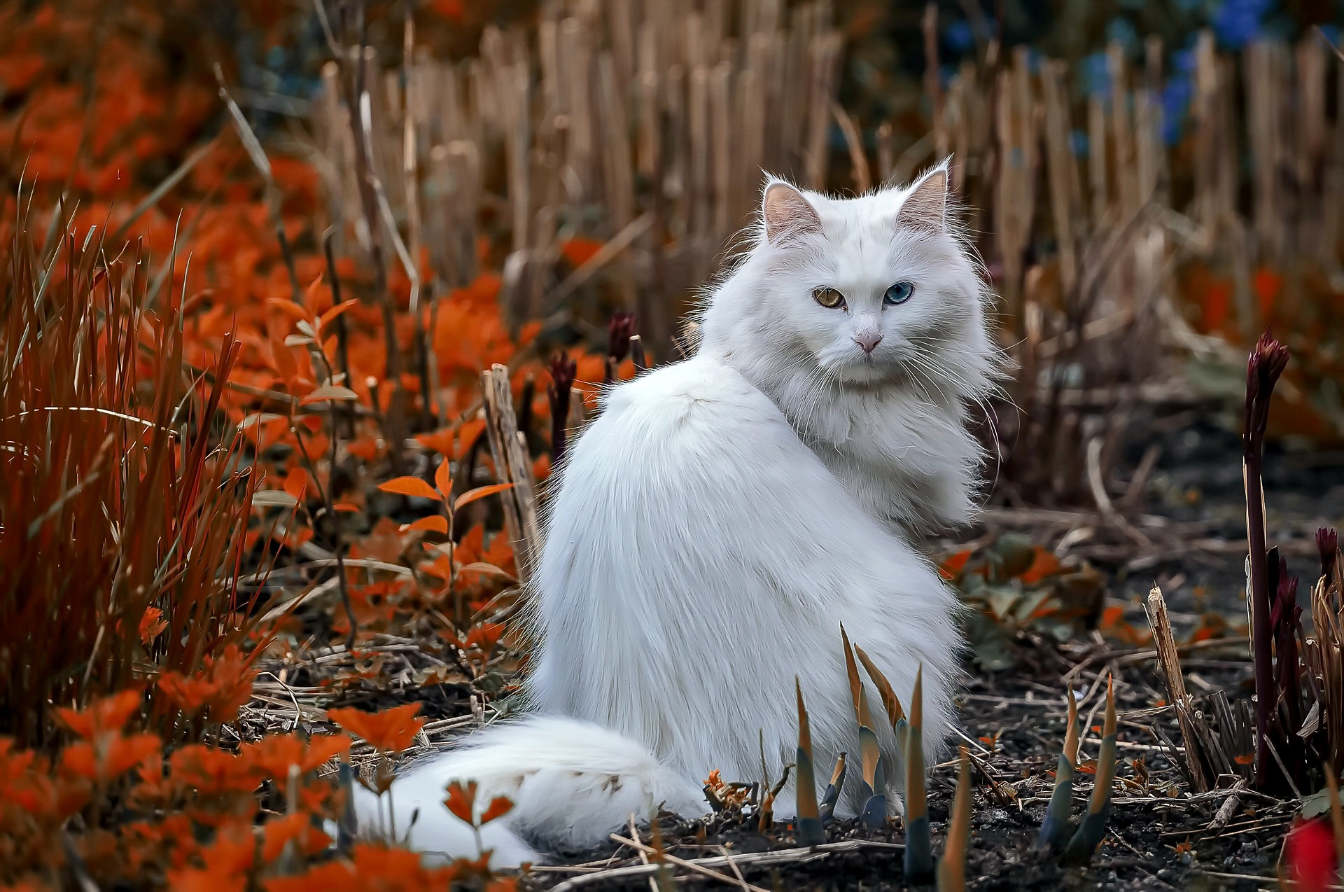 Baixar papel de parede para celular de Animais, Gatos, Gato, Heterocromia gratuito.