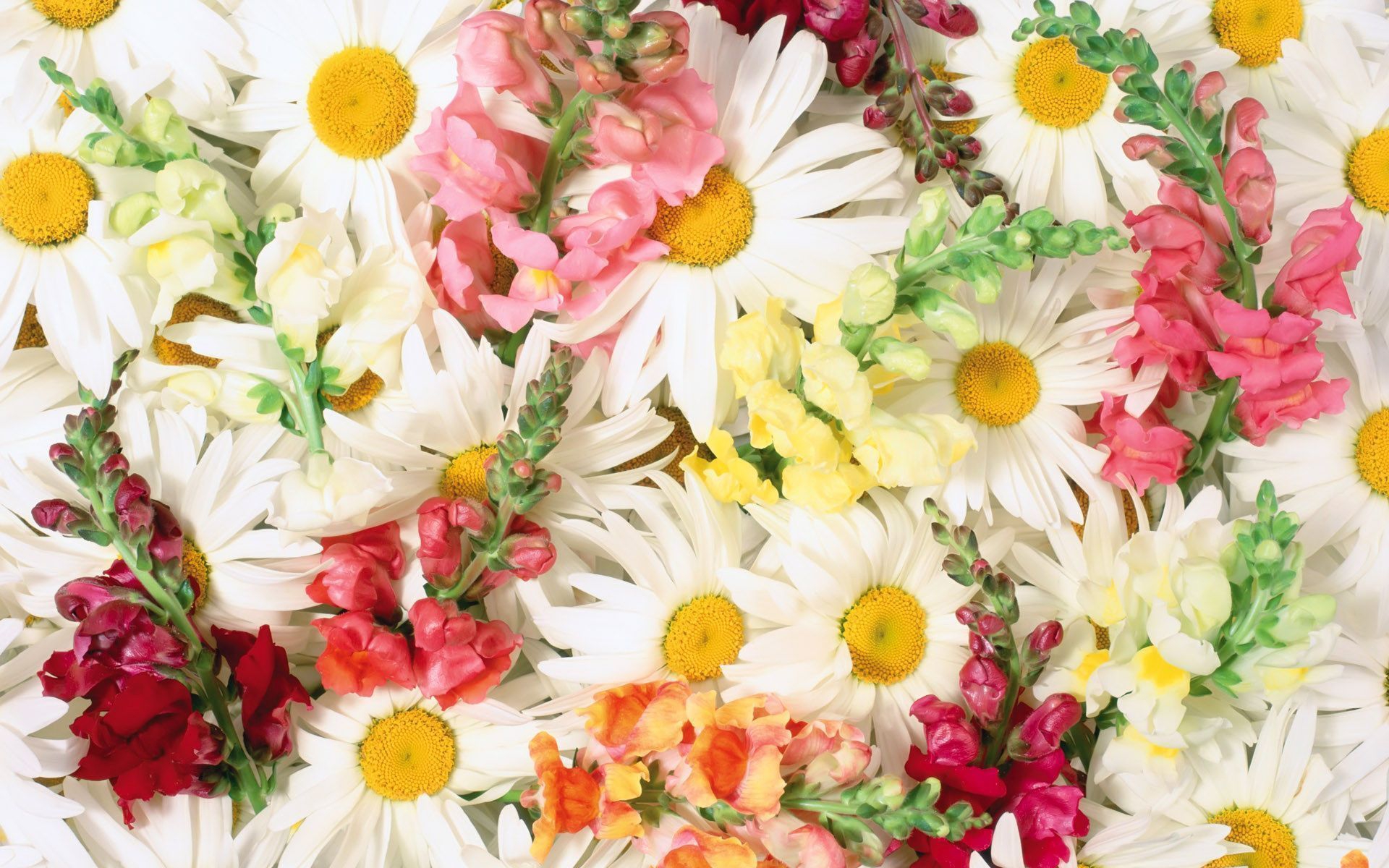 Handy-Wallpaper Blumen, Blume, Farben, Bunt, Frühling, Gänseblümchen, Weiße Blume, Erde/natur kostenlos herunterladen.