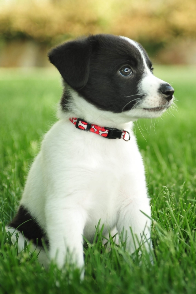 Téléchargez des papiers peints mobile Animaux, Chiens, Chiot gratuitement.