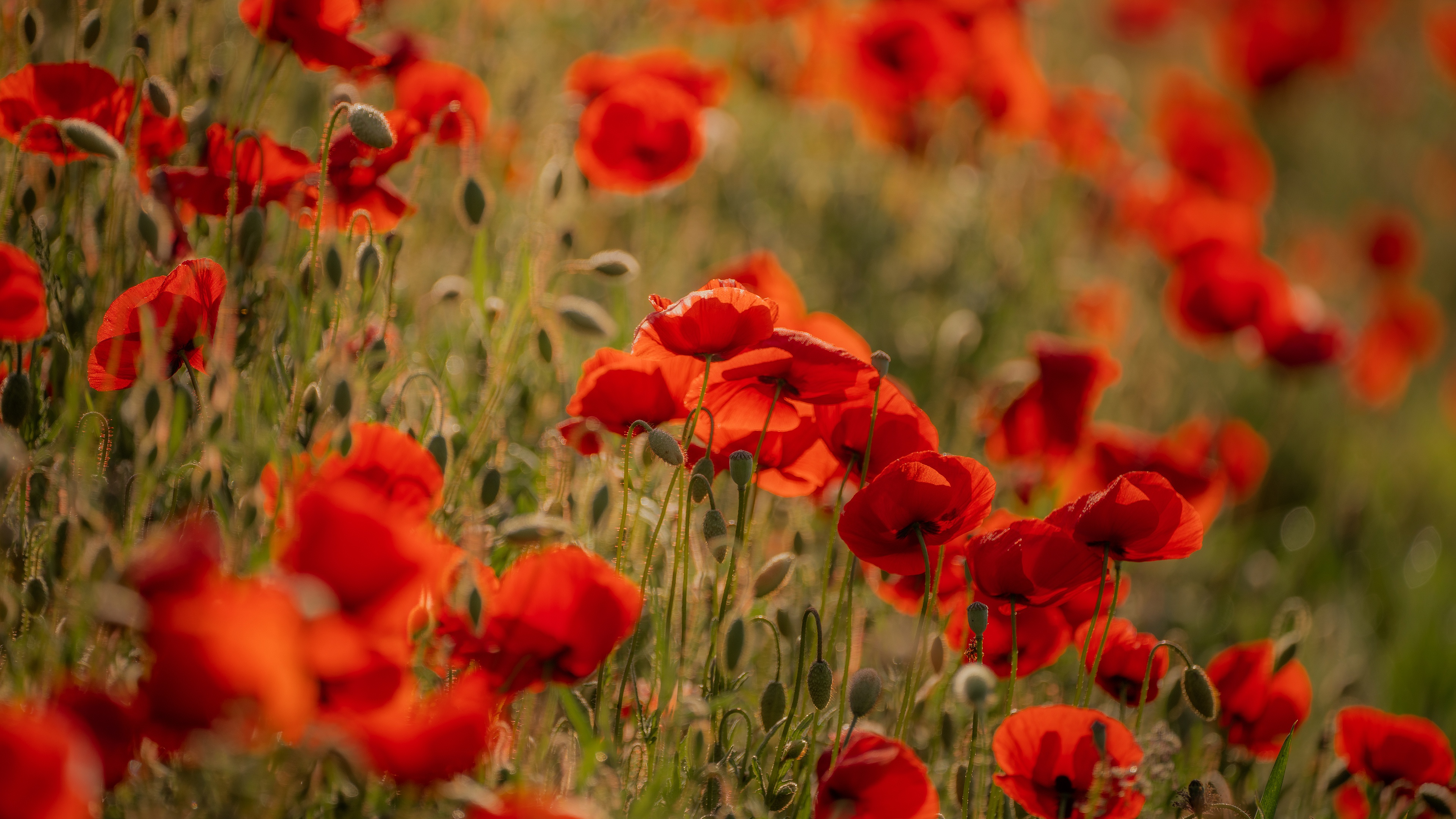 Descarga gratis la imagen Flores, Flor, Amapola, Tierra/naturaleza en el escritorio de tu PC