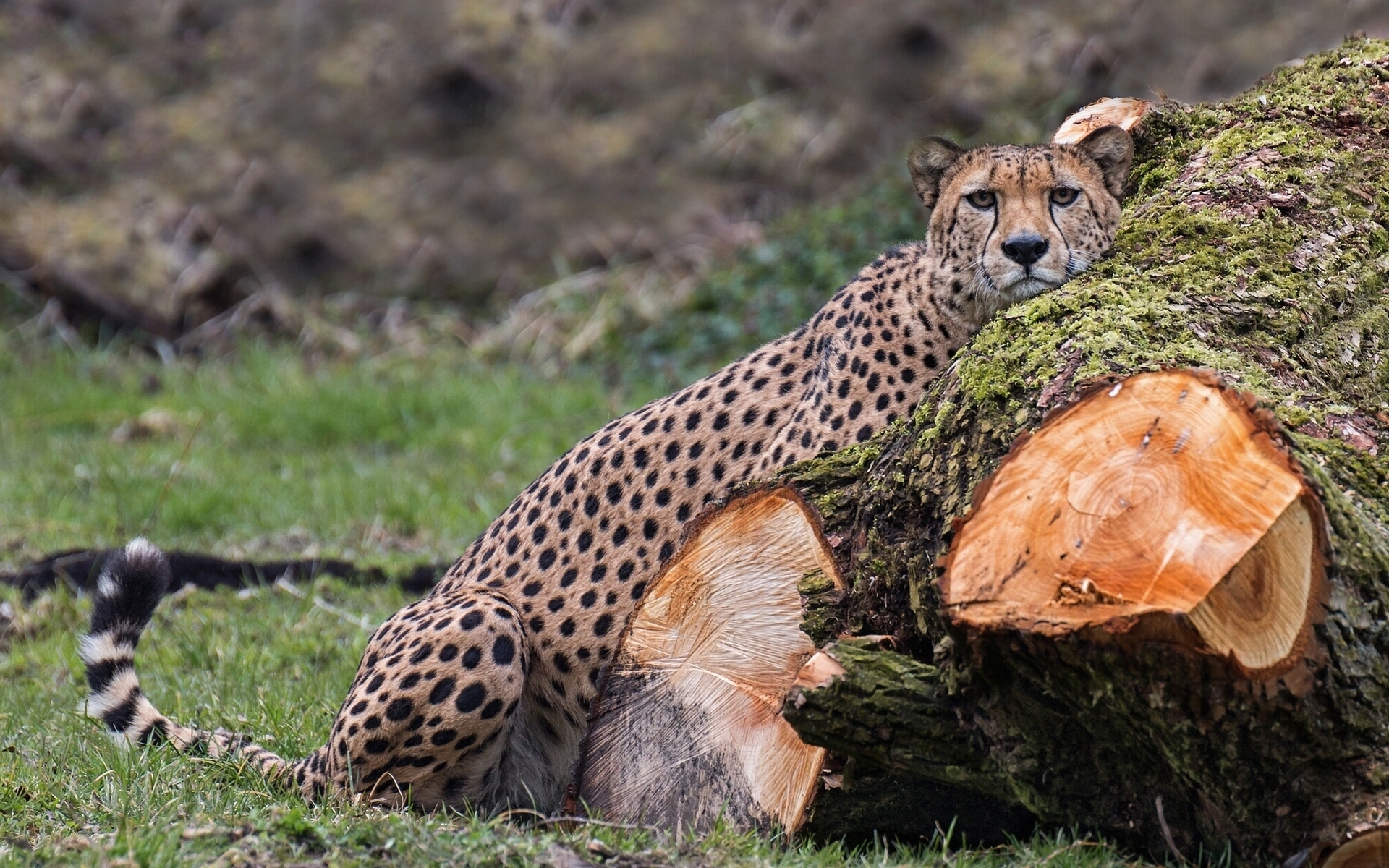 Handy-Wallpaper Gepard, Katze, Katzen, Tiere kostenlos herunterladen.