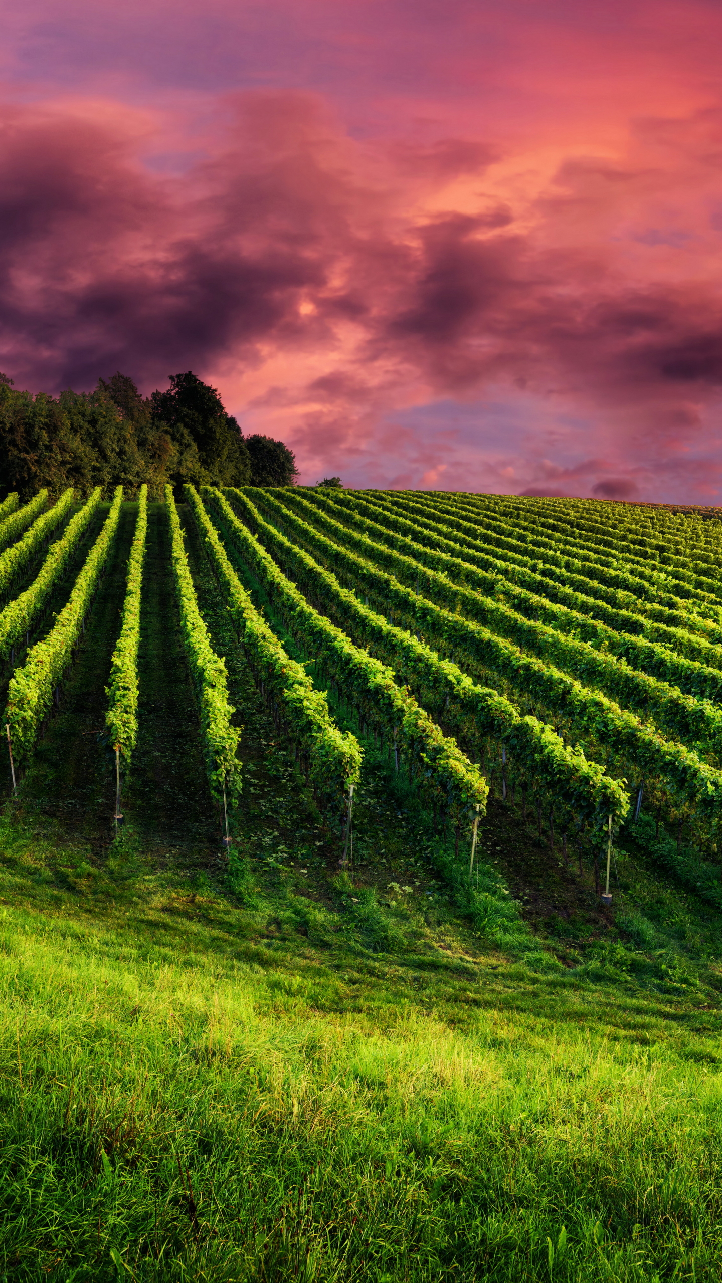 Download mobile wallpaper Vineyard, Man Made for free.