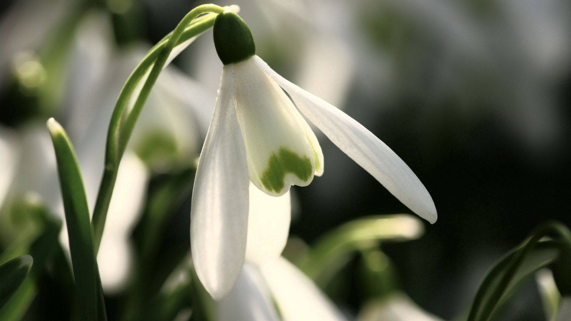 Laden Sie das Schneeglöckchen, Makro, Blütenblätter, Snowdrop, Frühlingsblume-Bild kostenlos auf Ihren PC-Desktop herunter