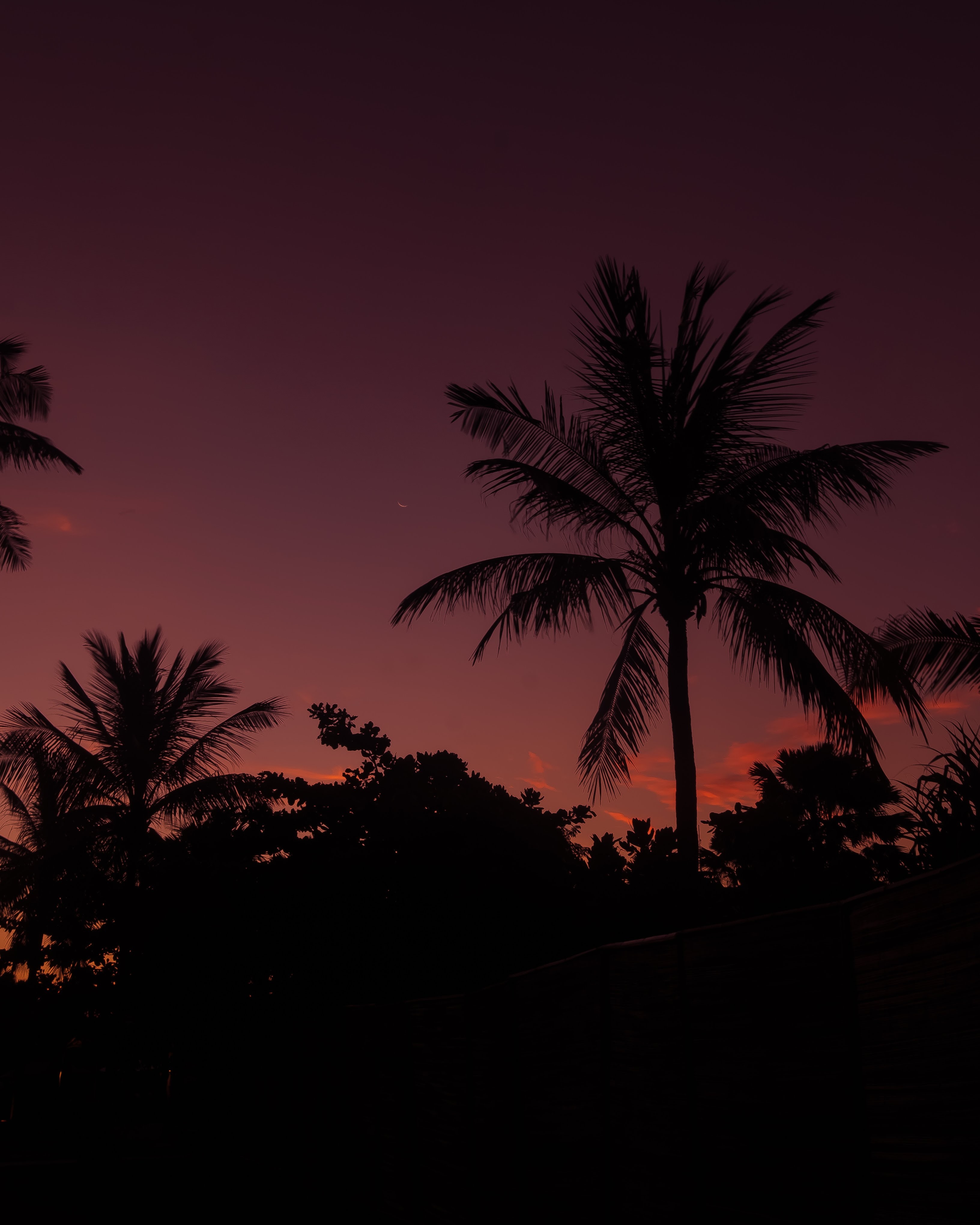 night, branches, nature, sky, palm Desktop Wallpaper