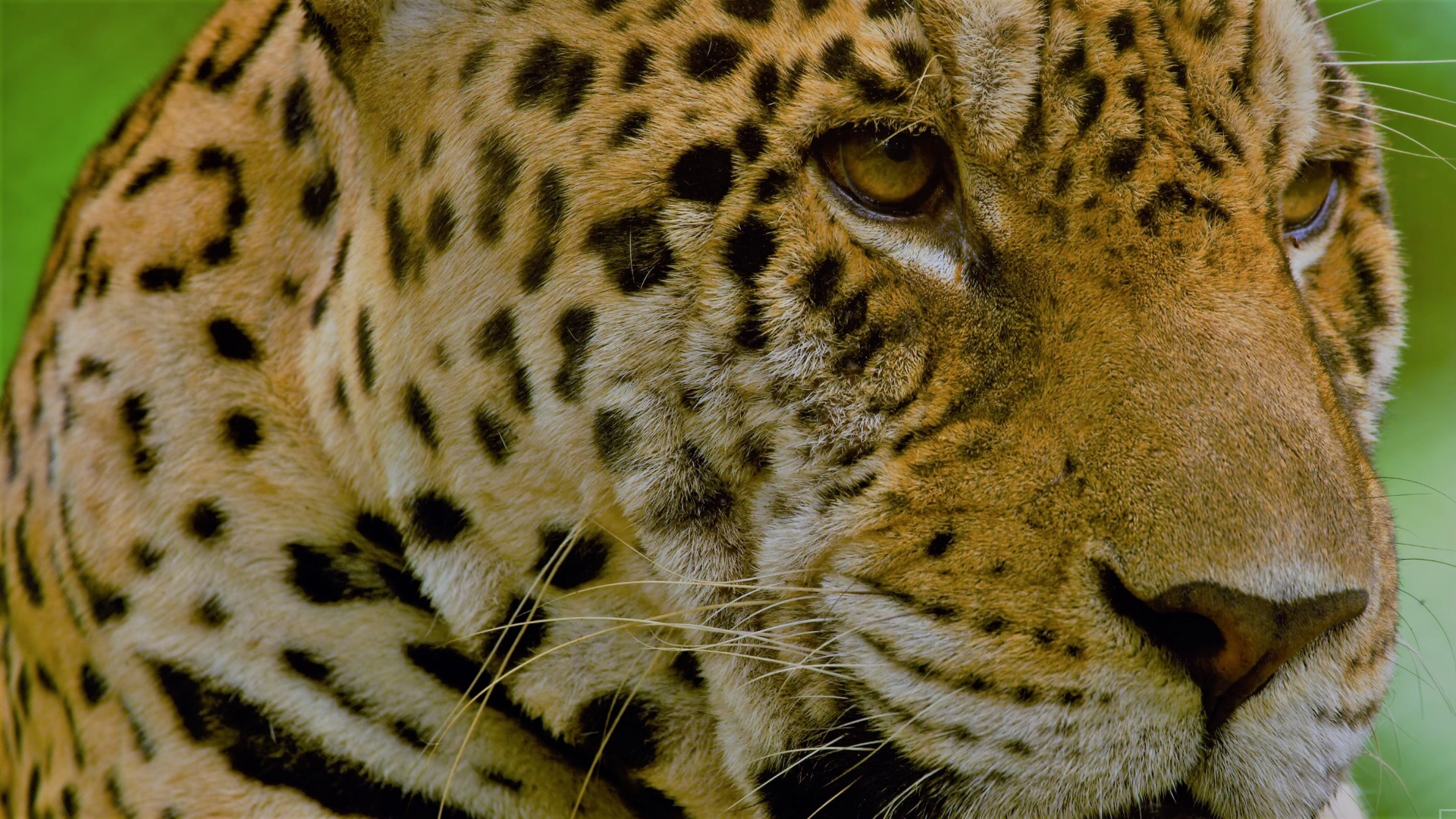 Download mobile wallpaper Cats, Jaguar, Animal for free.