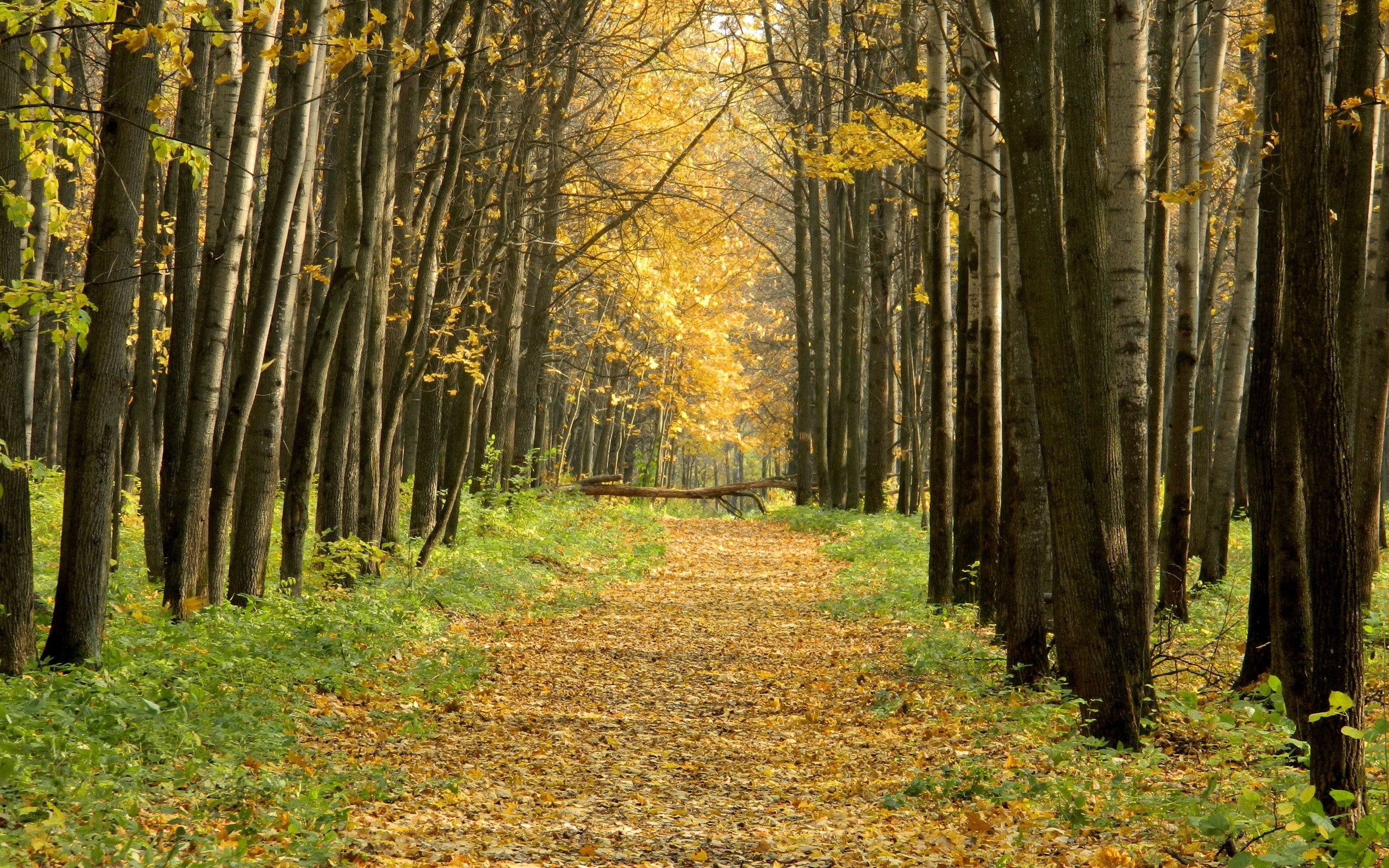 無料モバイル壁紙木, 道路, 風景, 秋をダウンロードします。