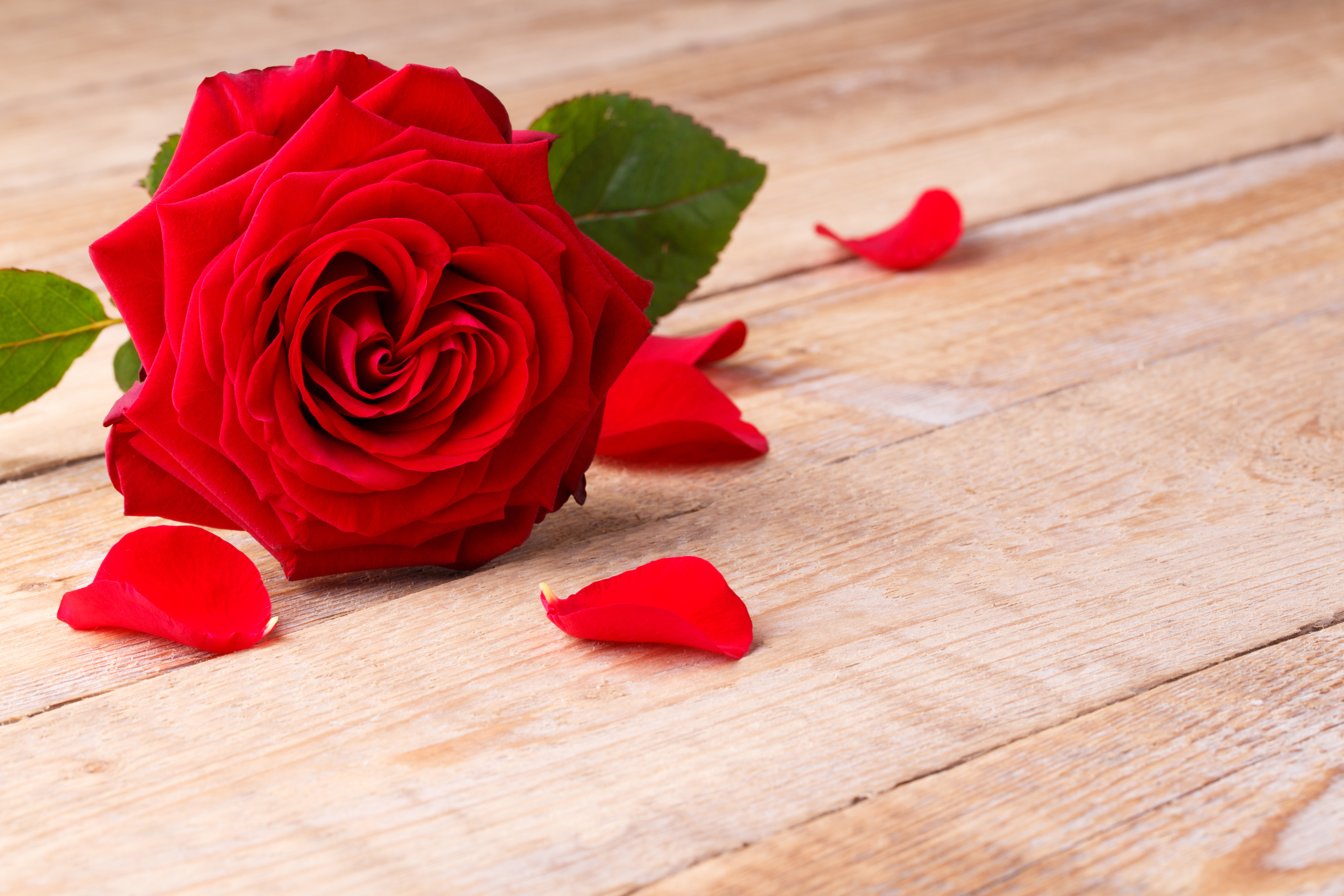 Download mobile wallpaper Flowers, Flower, Rose, Earth, Petal, Red Rose, Red Flower for free.