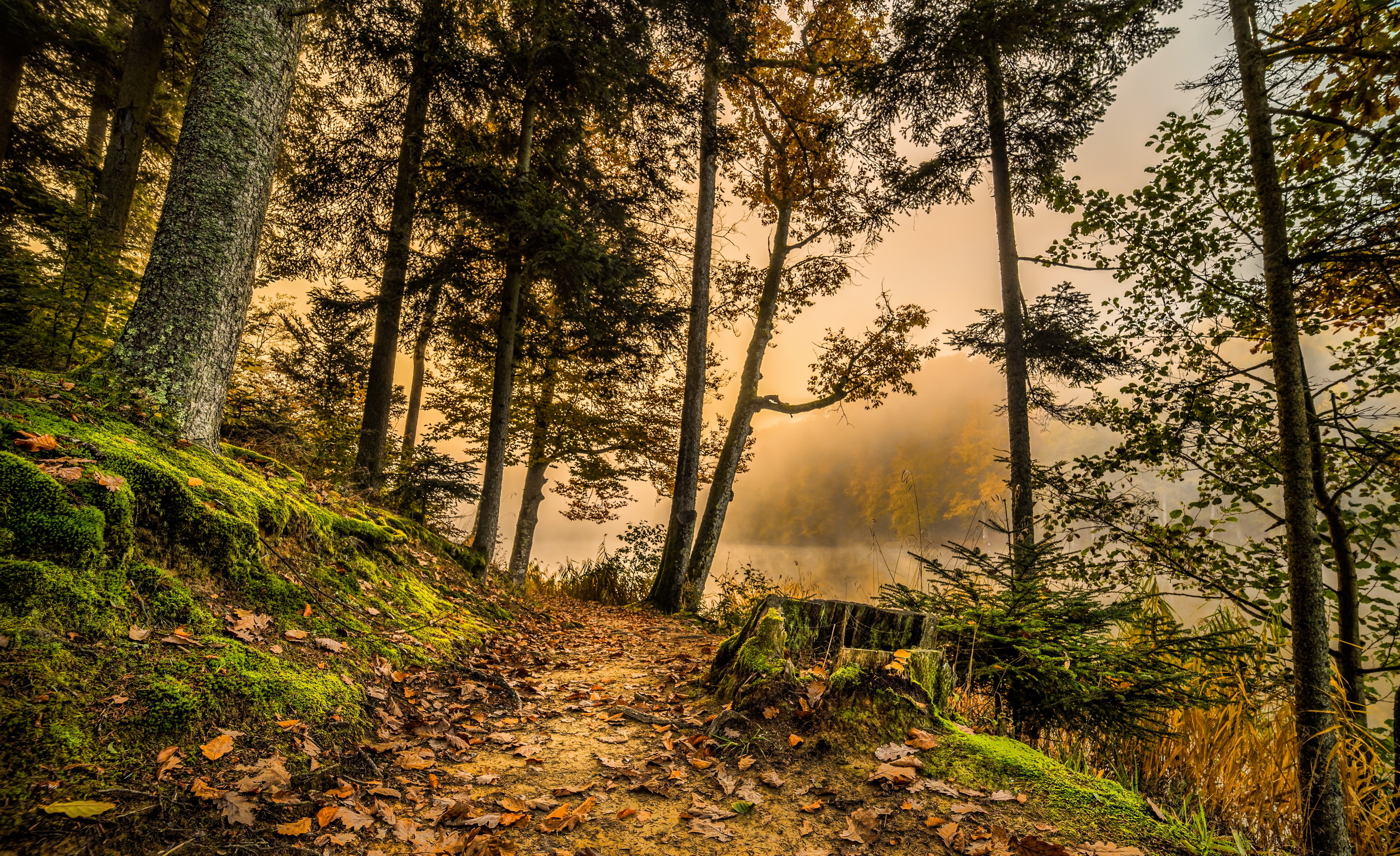 Free download wallpaper Nature, Trees, Grass, Path, Hdr, Forest on your PC desktop