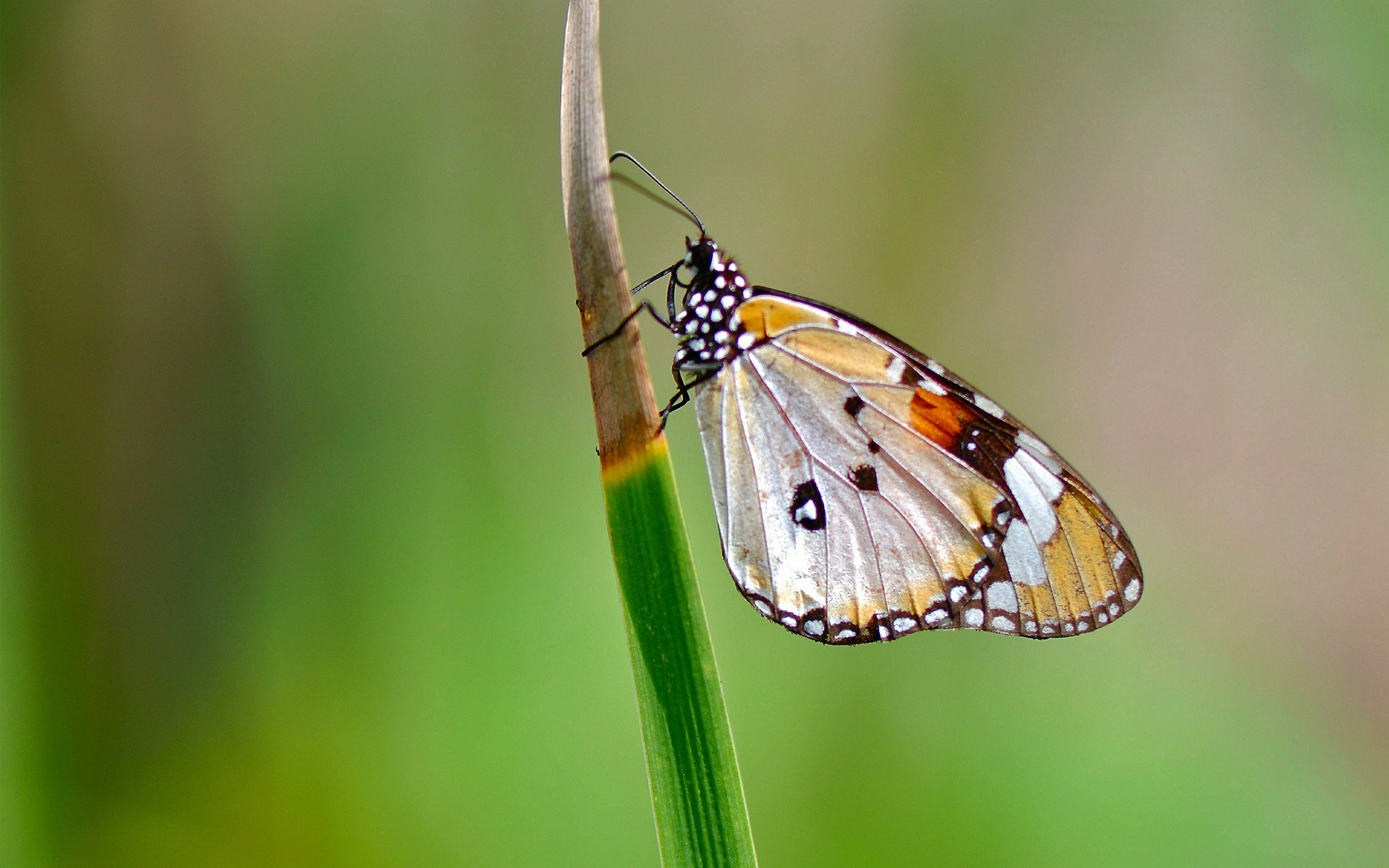 Download mobile wallpaper Butterfly, Animal for free.