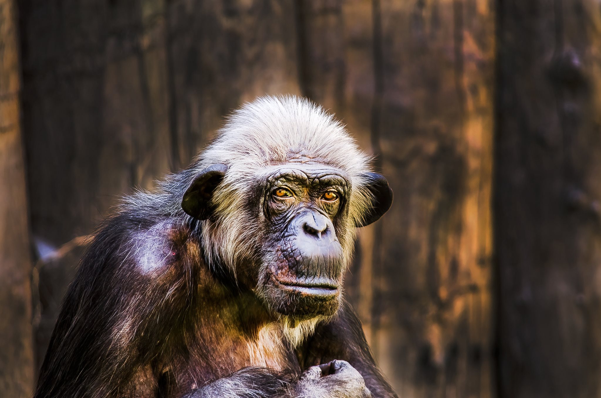 Descarga gratuita de fondo de pantalla para móvil de Chimpancé, Monos, Animales.