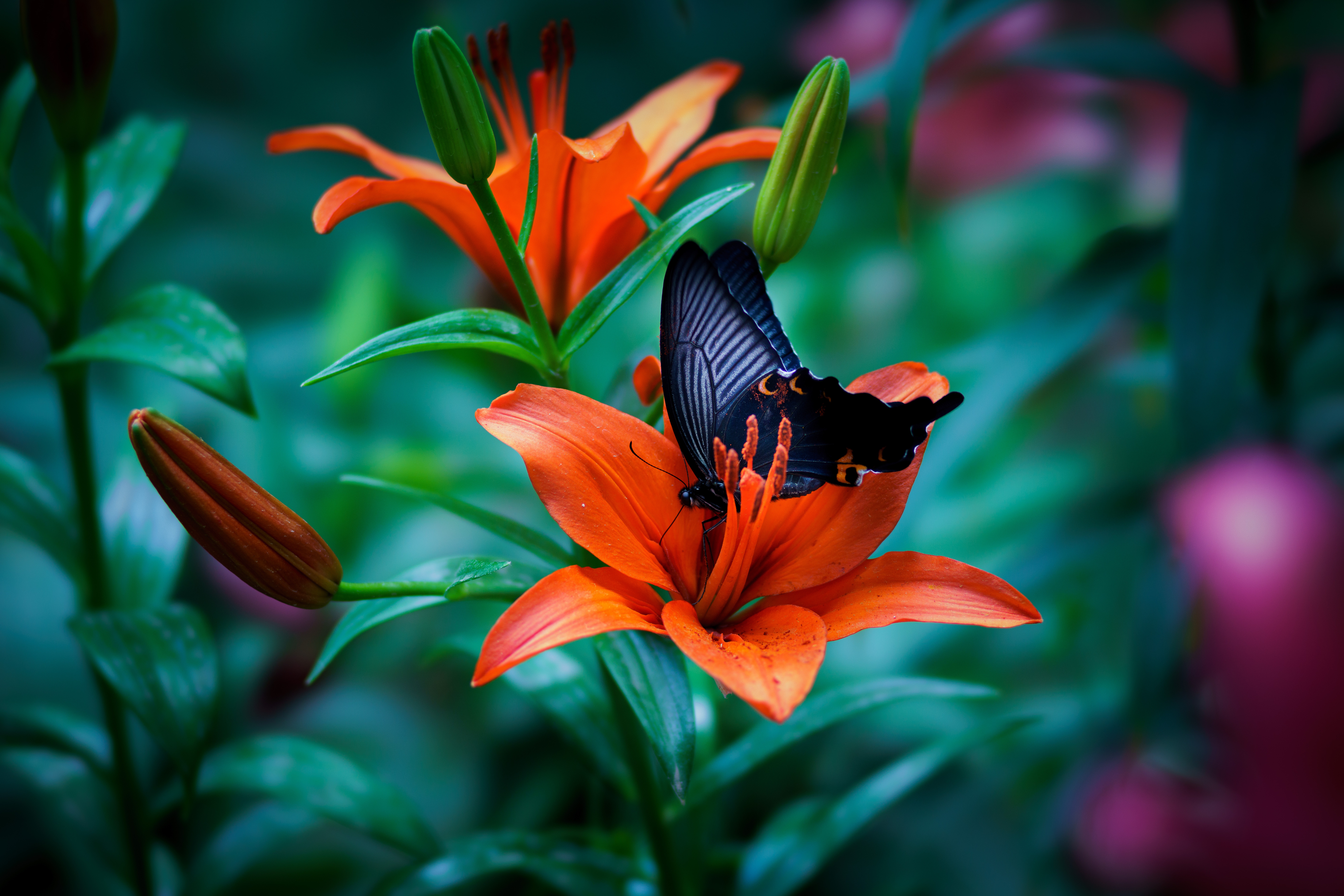 Download mobile wallpaper Flower, Macro, Insect, Butterfly, Animal, Lily, Orange Flower for free.