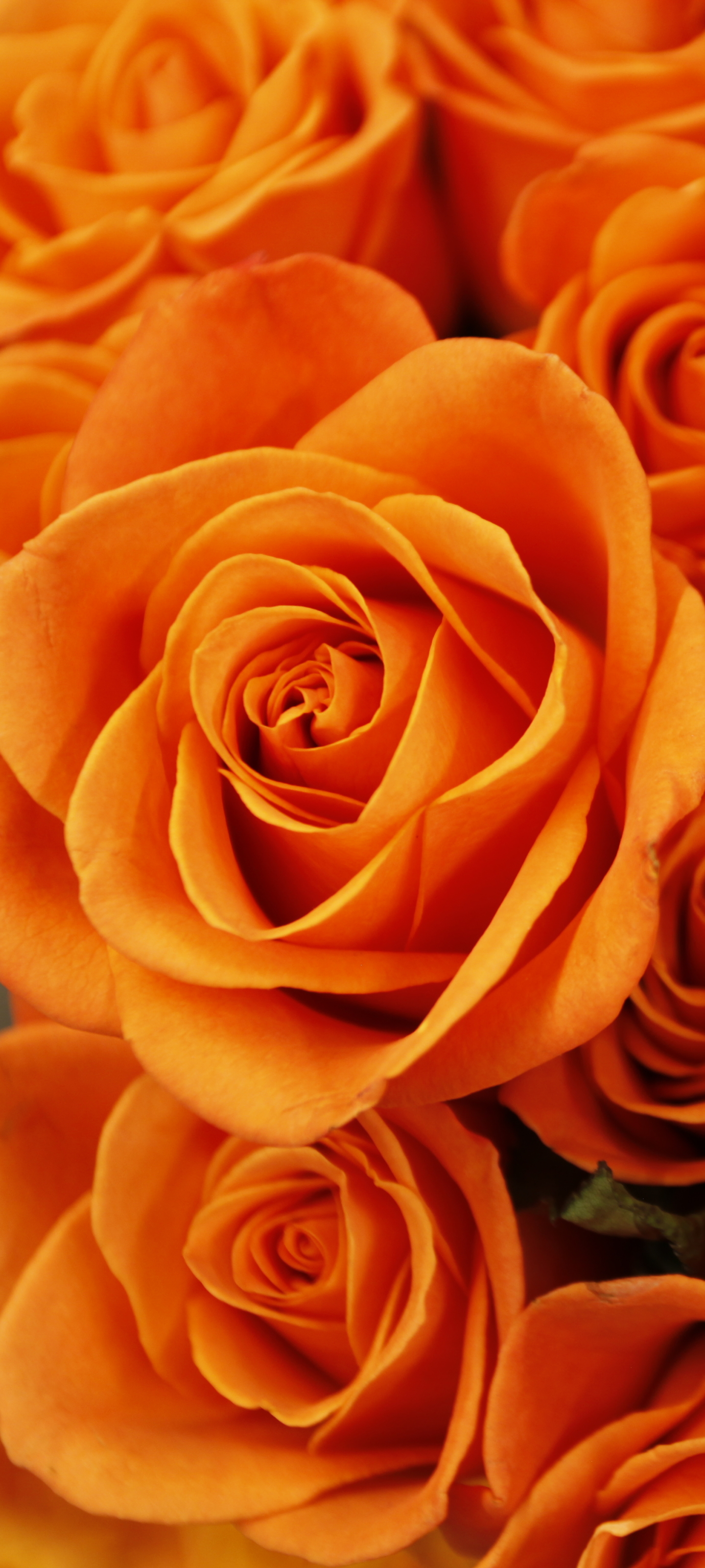 Скачать картинку Роза, Земля/природа, Оранжевый Цветок, Флауэрсы в телефон бесплатно.