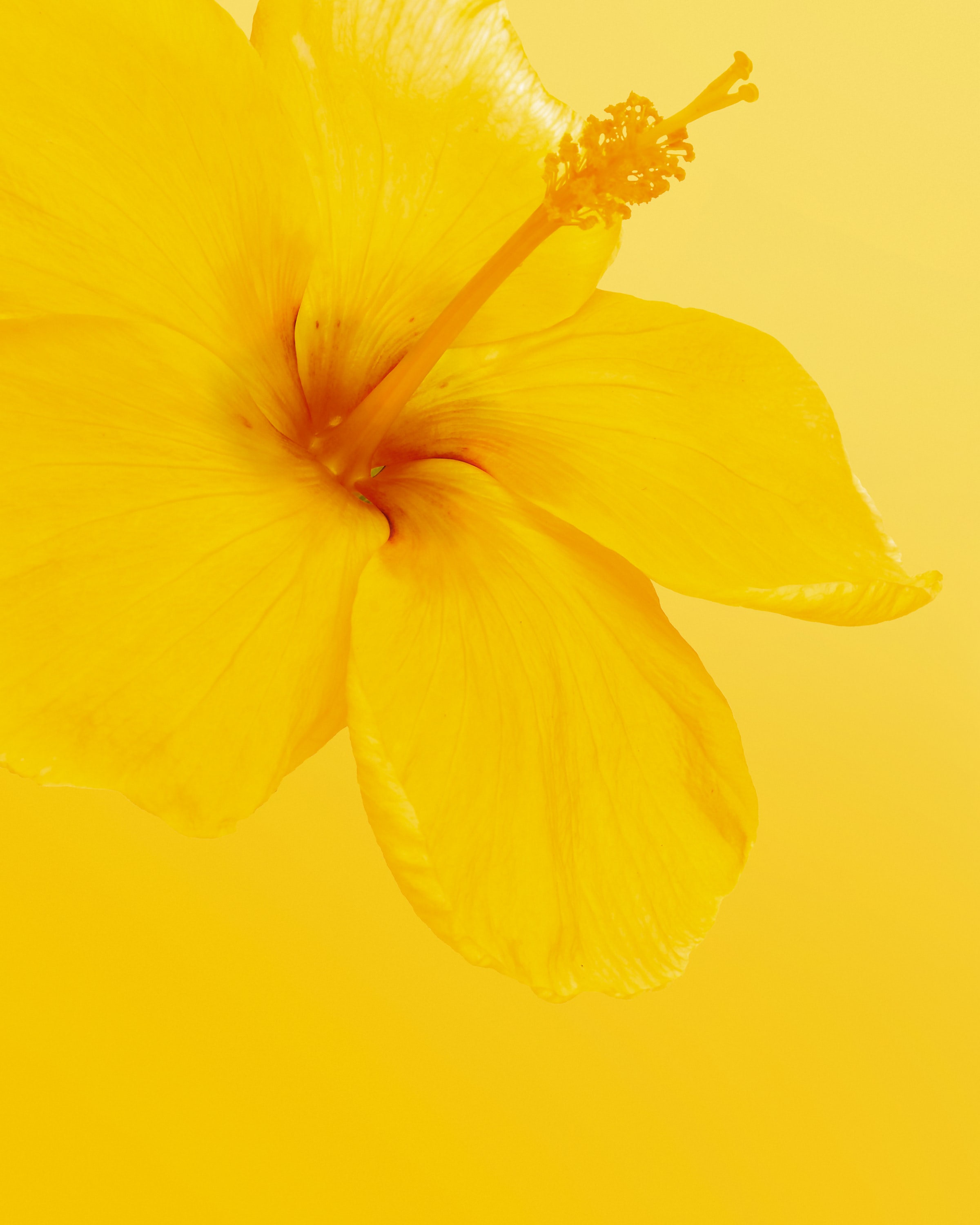 157156 скачать обои желтый, минимализм, цветение, цветок, цветы, гибискус - заставки и картинки бесплатно