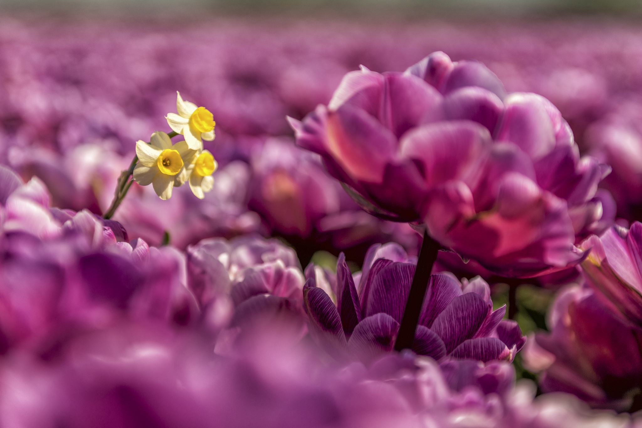 Download mobile wallpaper Flowers, Flower, Earth, Purple Flower, Daffodil for free.