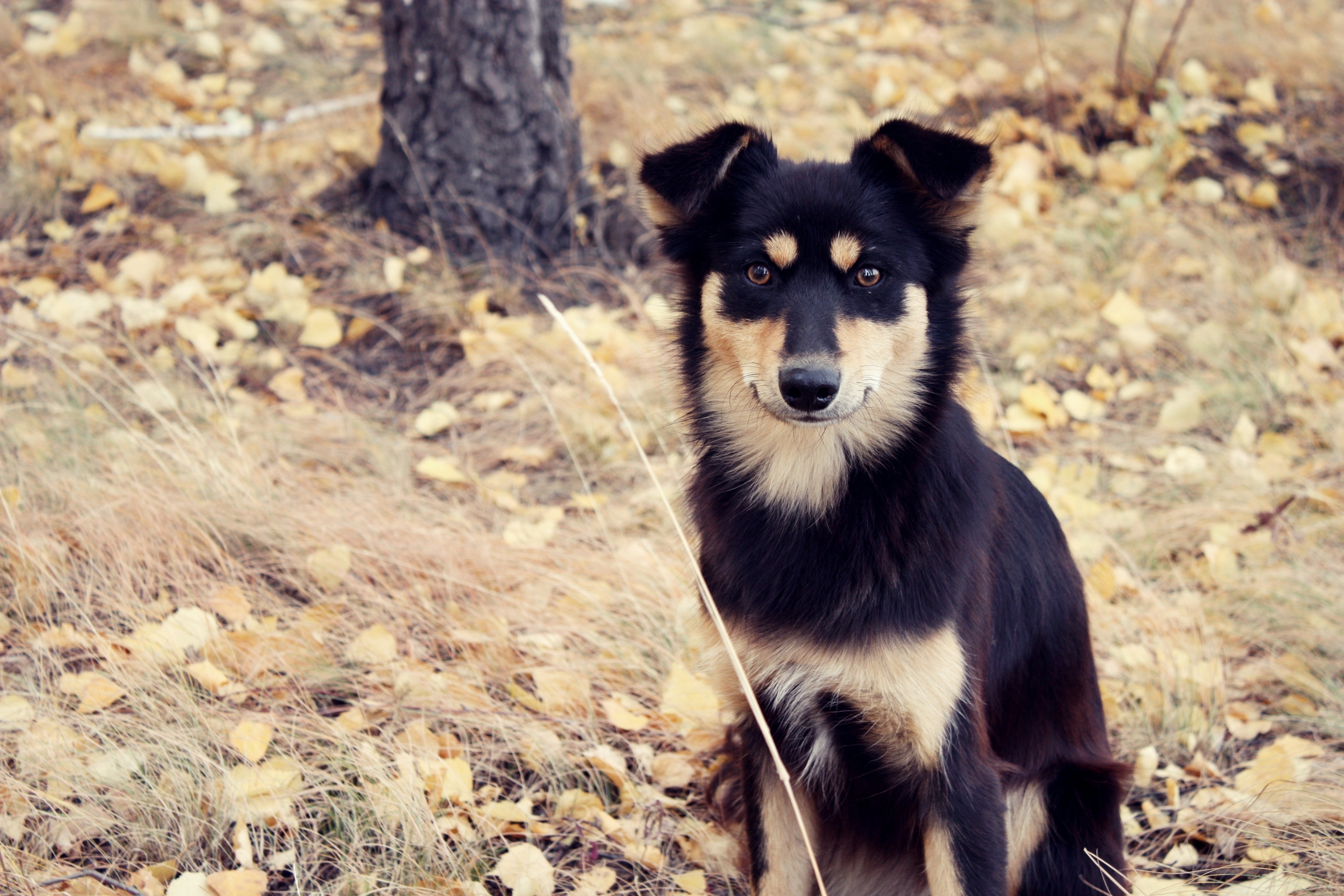 Download mobile wallpaper Fluffy, Dog, Sit, Animals, Autumn for free.