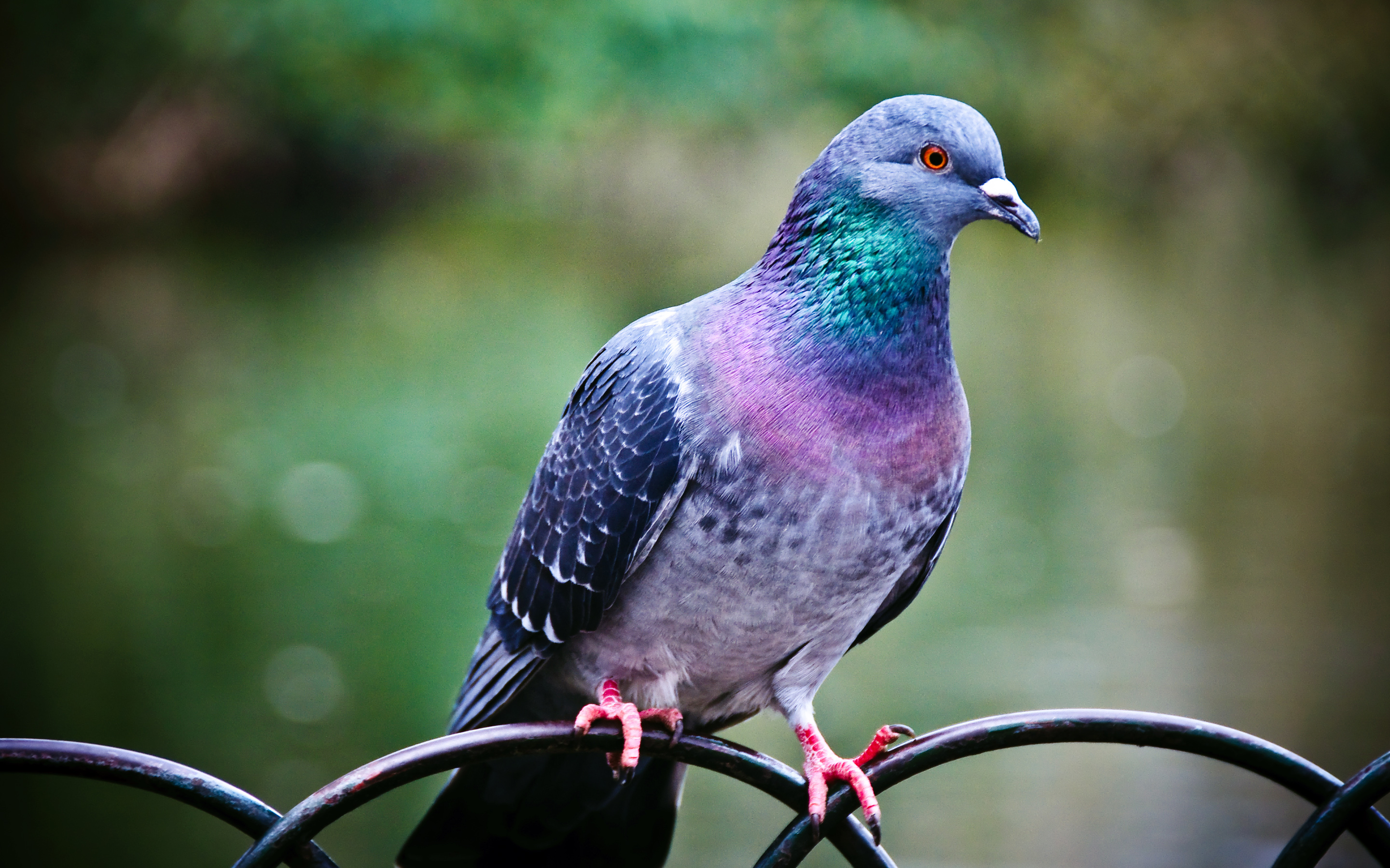 Téléchargez des papiers peints mobile Pigeon, Des Oiseaux, Animaux gratuitement.