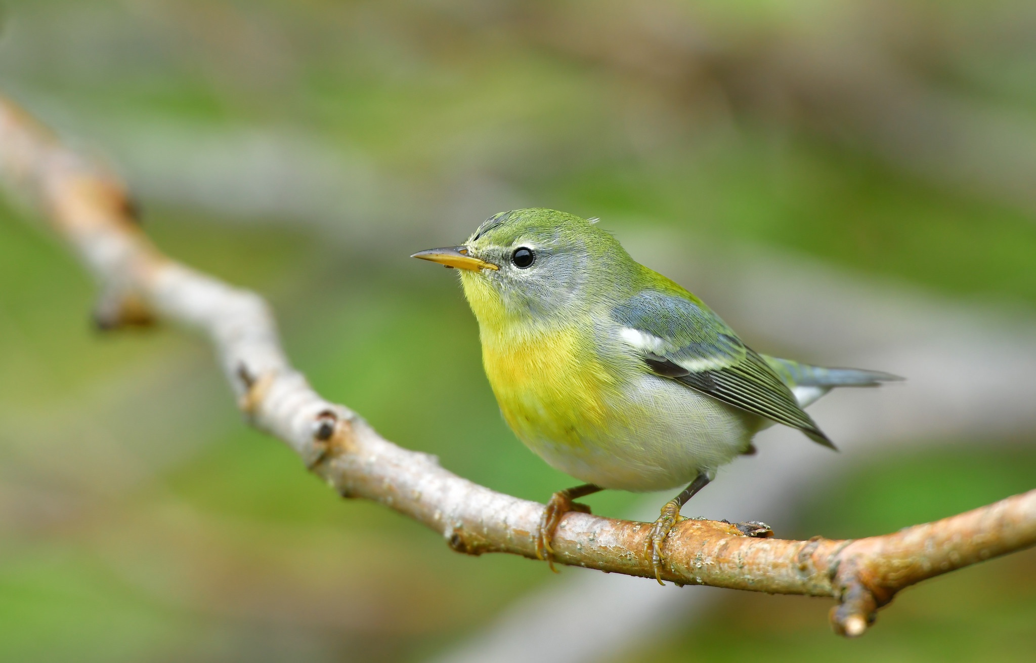 無料モバイル壁紙動物, 鳥をダウンロードします。