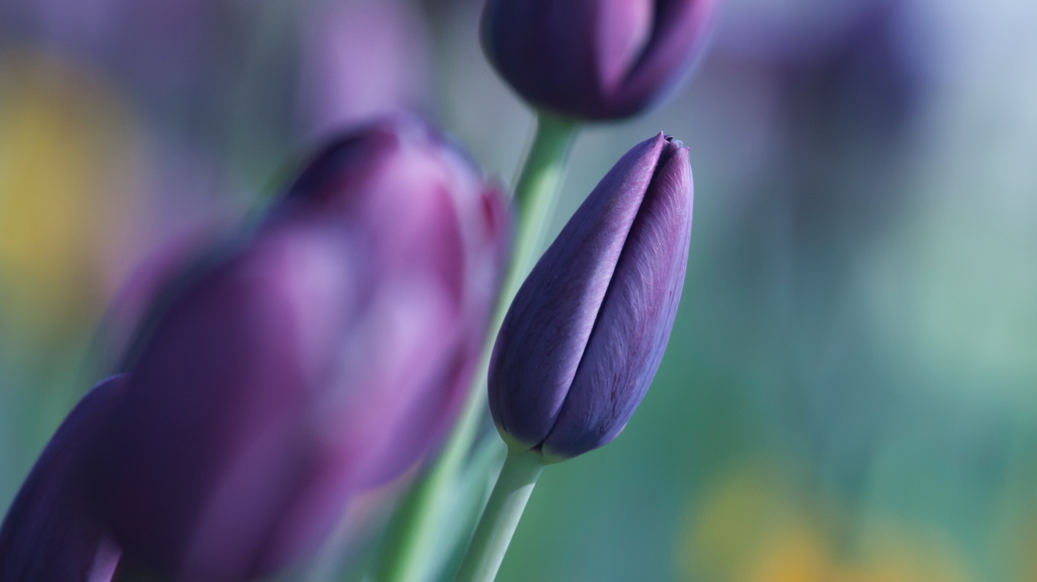 Free download wallpaper Nature, Flowers, Flower, Earth, Tulip, Purple Flower on your PC desktop