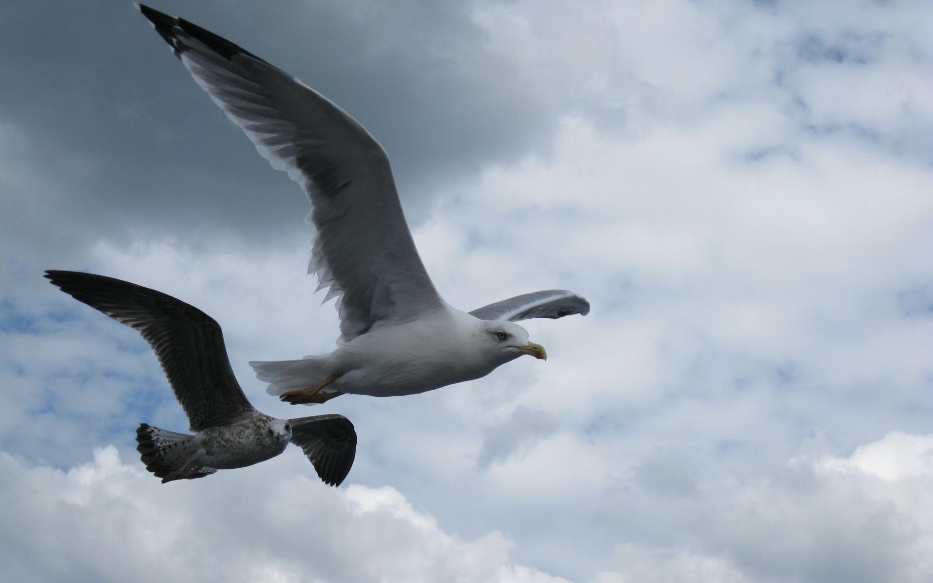 Téléchargez gratuitement l'image Oiseau, Des Oiseaux, Animaux sur le bureau de votre PC