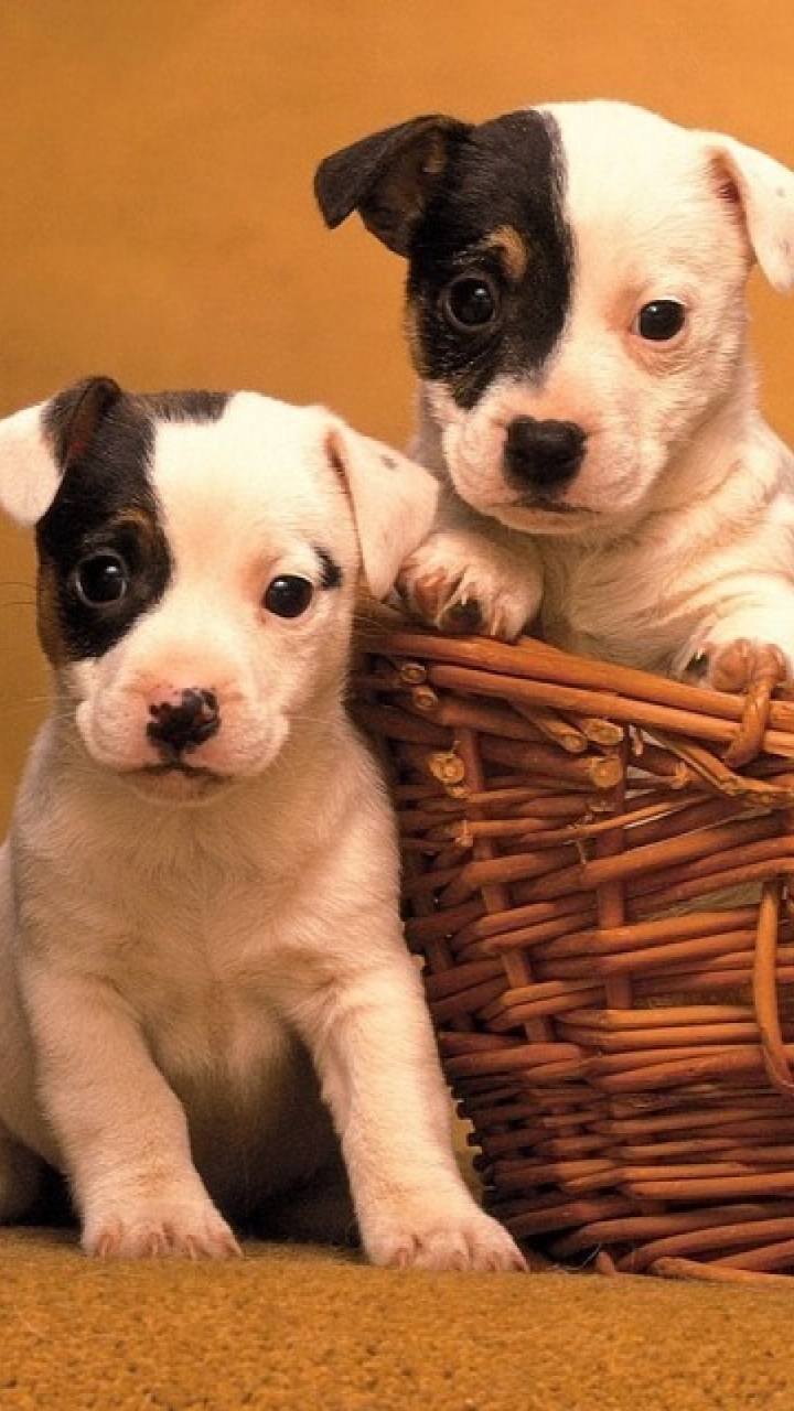 Download mobile wallpaper Dogs, Animal, Puppy for free.