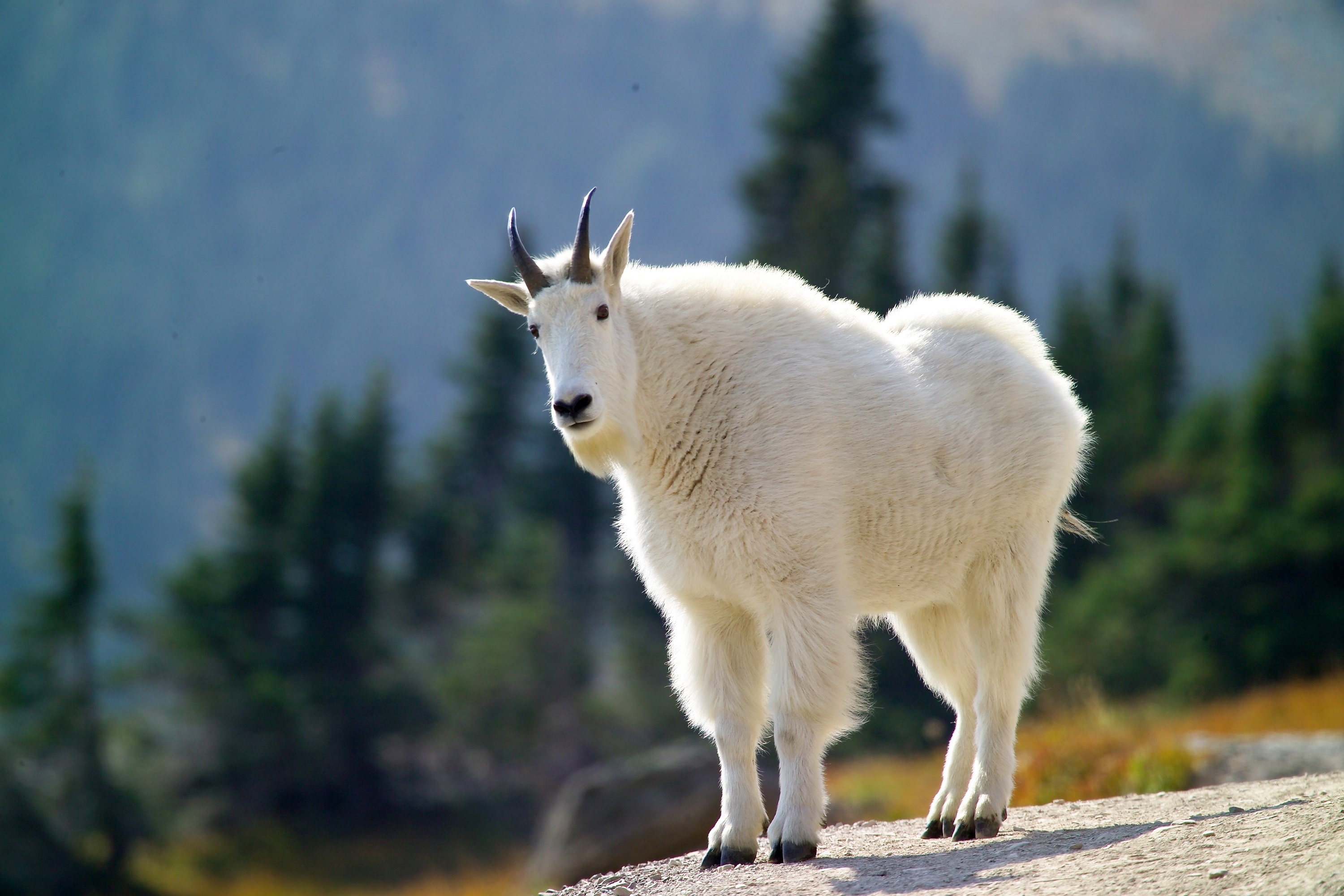 animal, mountain goat, goat