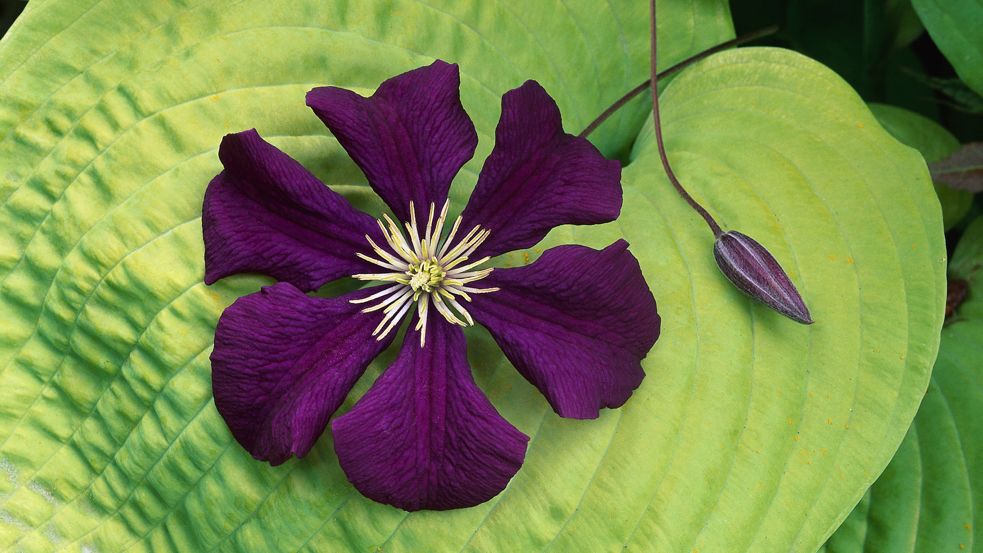 無料モバイル壁紙フラワーズ, 葉, 花, 閉じる, 地球, 紫色の花をダウンロードします。