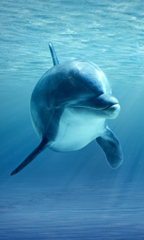 Скачать картинку Животные, Дельфин, Подводный, Детеныш Животного, Морская Жизнь в телефон бесплатно.