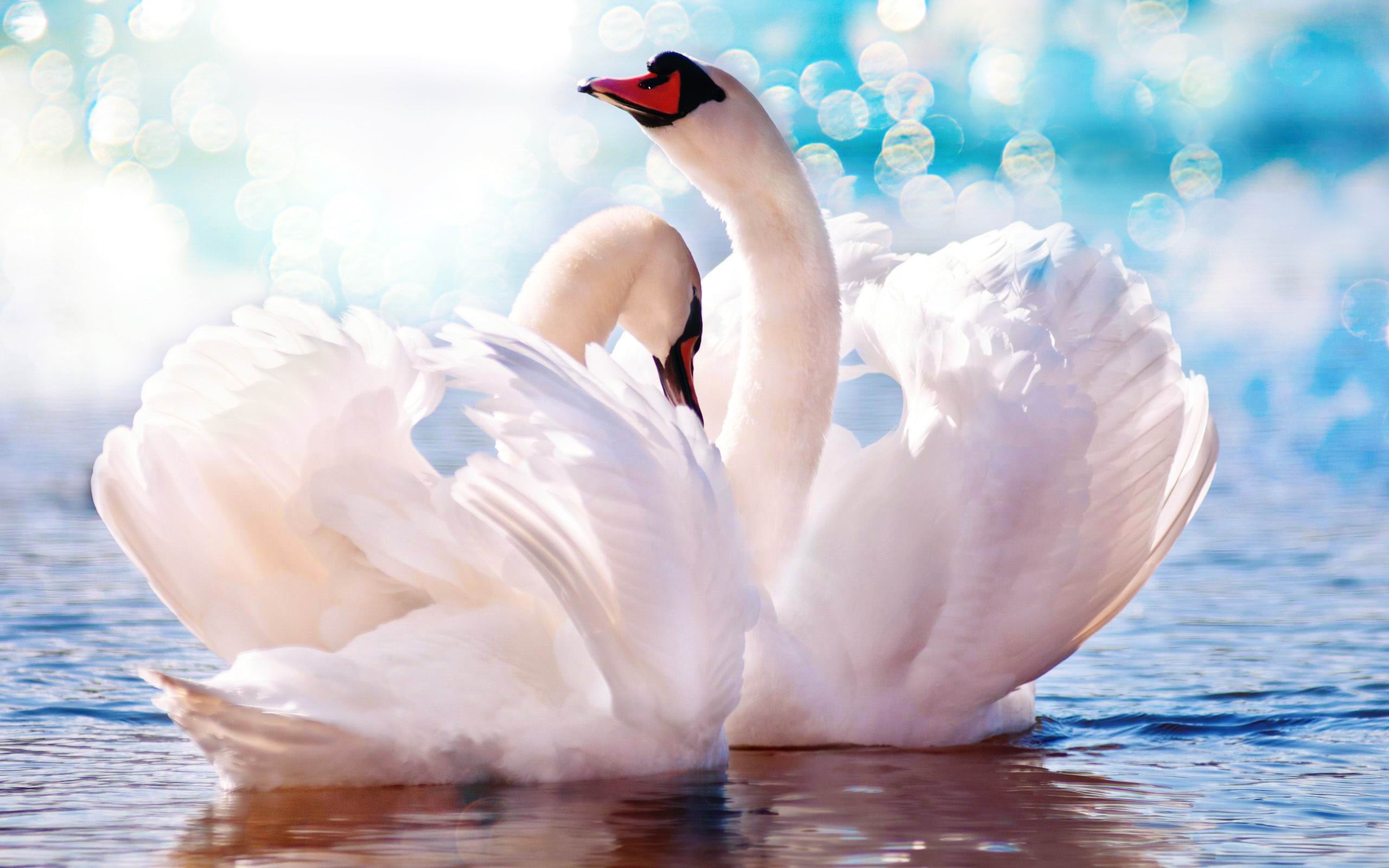 Download mobile wallpaper Birds, Bird, Animal, Swan, Bokeh for free.