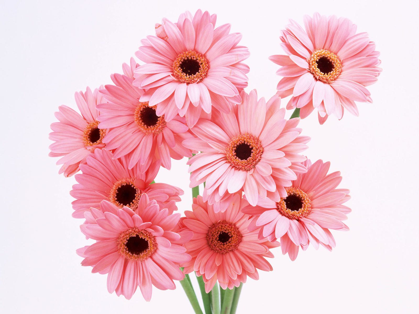 Laden Sie das Blumen, Gerbera, Blume, Nahansicht, Gänseblümchen, Erde/natur, Pinke Blume-Bild kostenlos auf Ihren PC-Desktop herunter