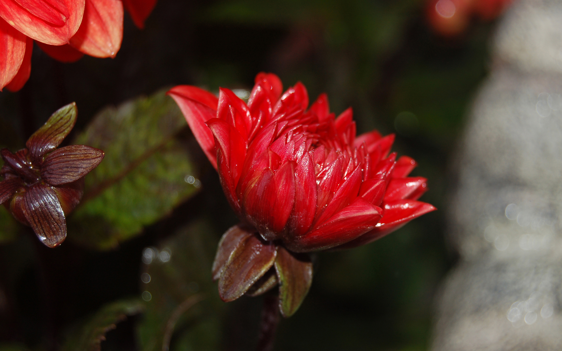 Téléchargez gratuitement l'image Fleurs, Fleur, Dahlia, Fleur Rouge, Terre/nature sur le bureau de votre PC