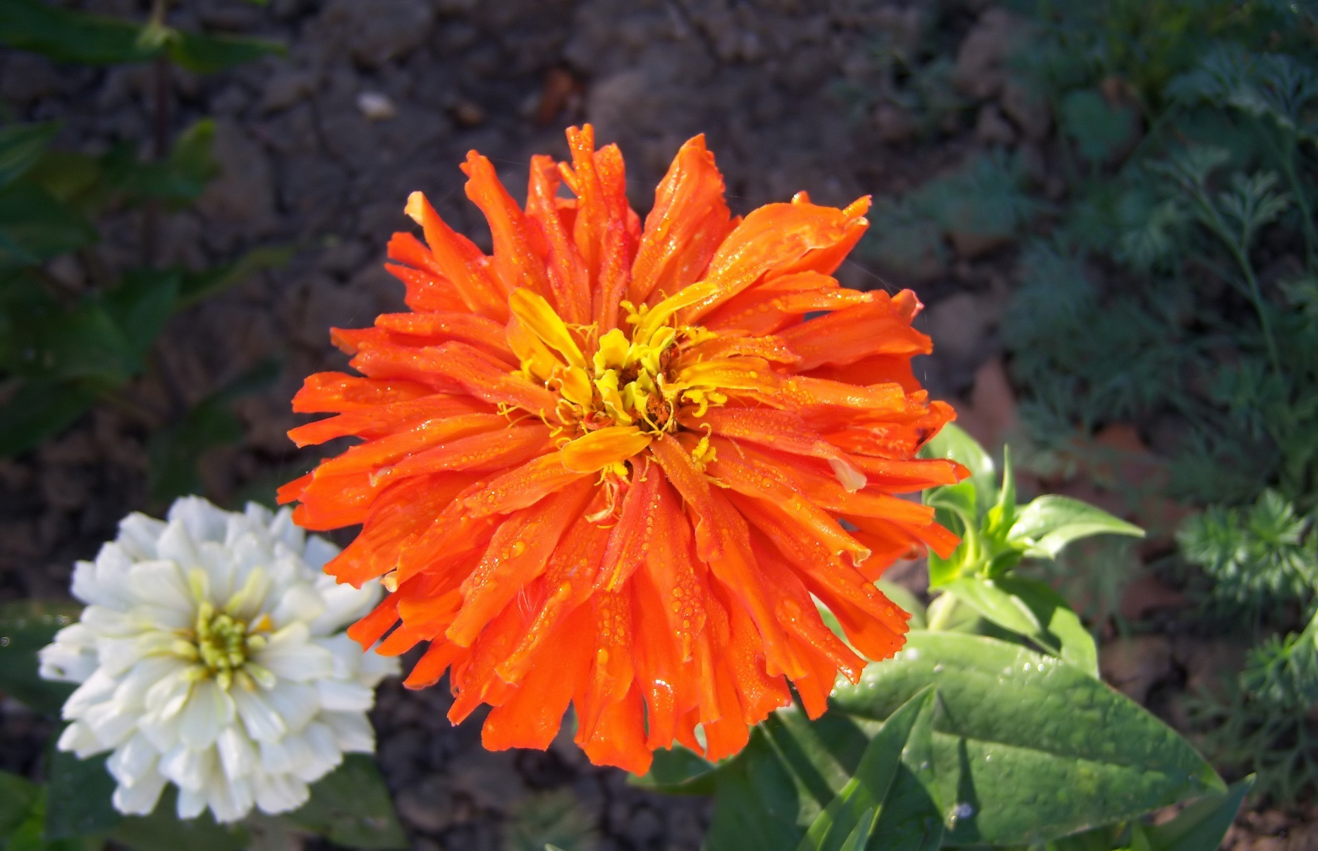 Téléchargez gratuitement l'image Fleurs, Dahlia, Terre/nature sur le bureau de votre PC