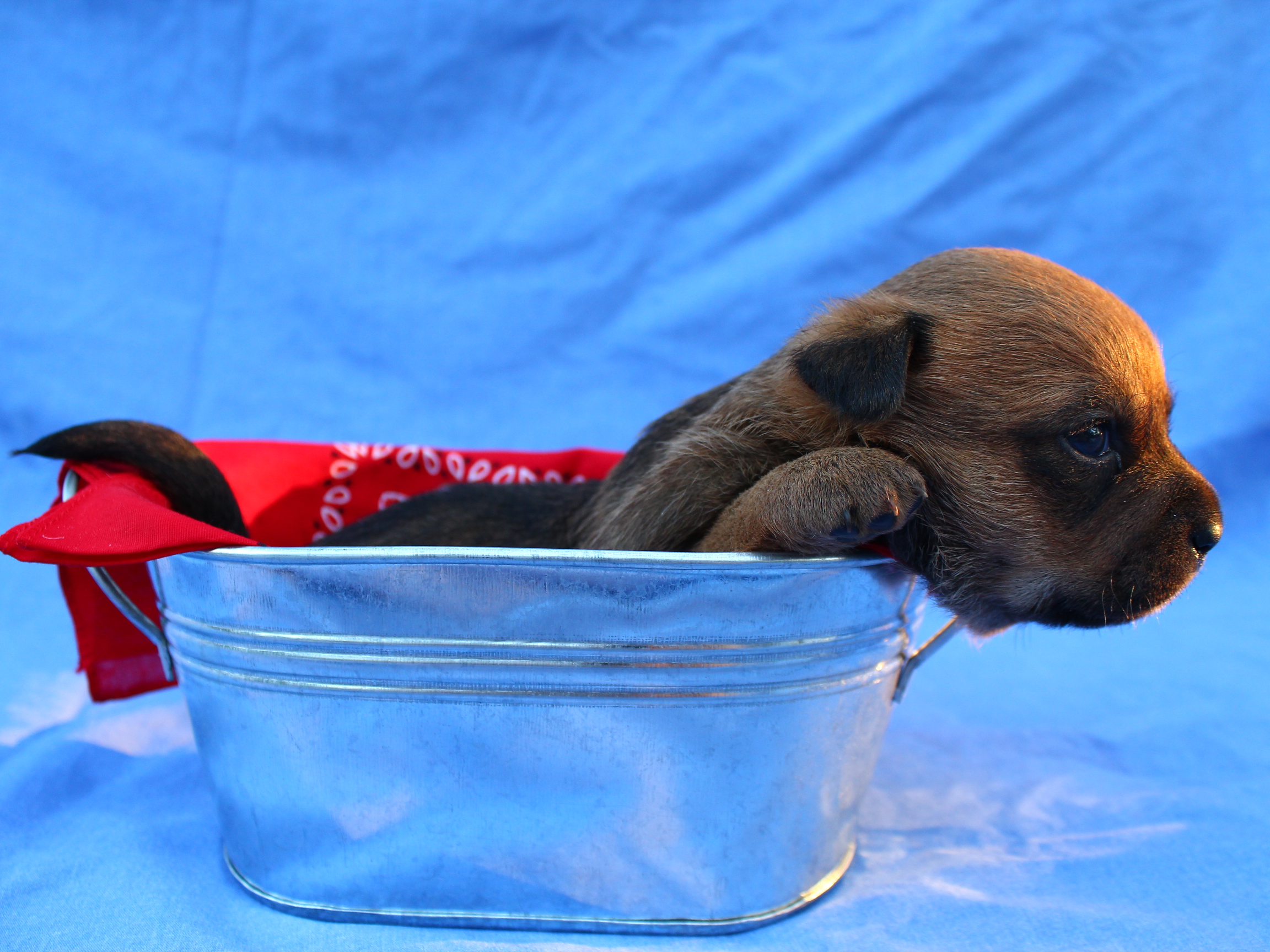 無料モバイル壁紙子犬, 赤ちゃん動物, 犬, 動物, 可愛いをダウンロードします。