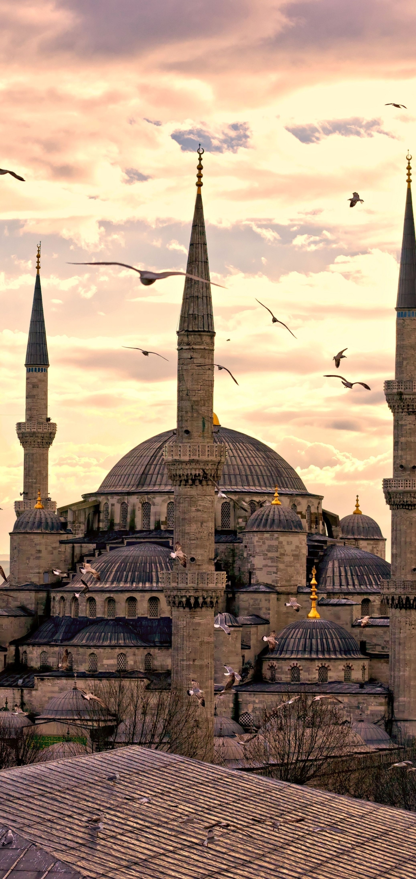 1151861 descargar fondo de pantalla religioso, mezquita azul, estanbul, estambul, gaviota, pavo, turquía, mezquitas: protectores de pantalla e imágenes gratis