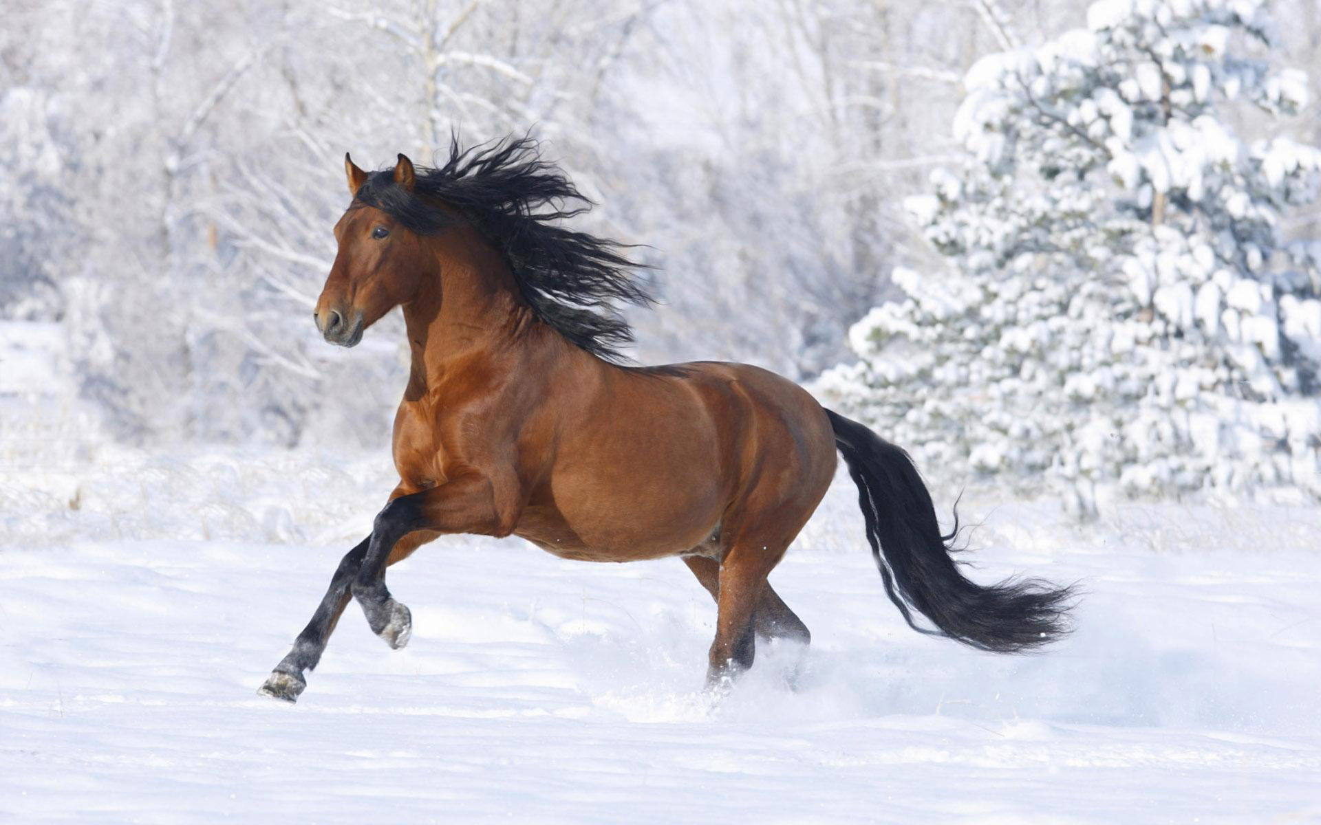 165338壁紙のダウンロード動物, 馬, ランニング, 雪, 冬-スクリーンセーバーと写真を無料で