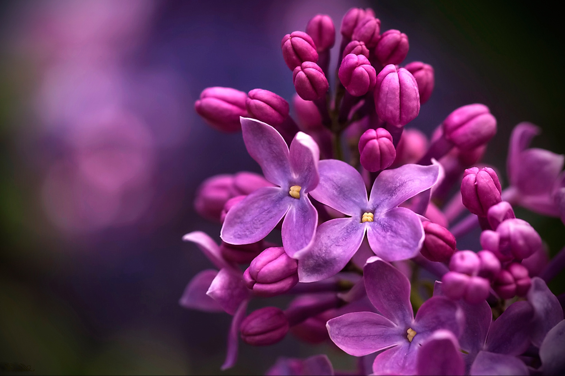 Laden Sie das Blumen, Makro, Verwischen, Blüte, Erde/natur, Flieder-Bild kostenlos auf Ihren PC-Desktop herunter