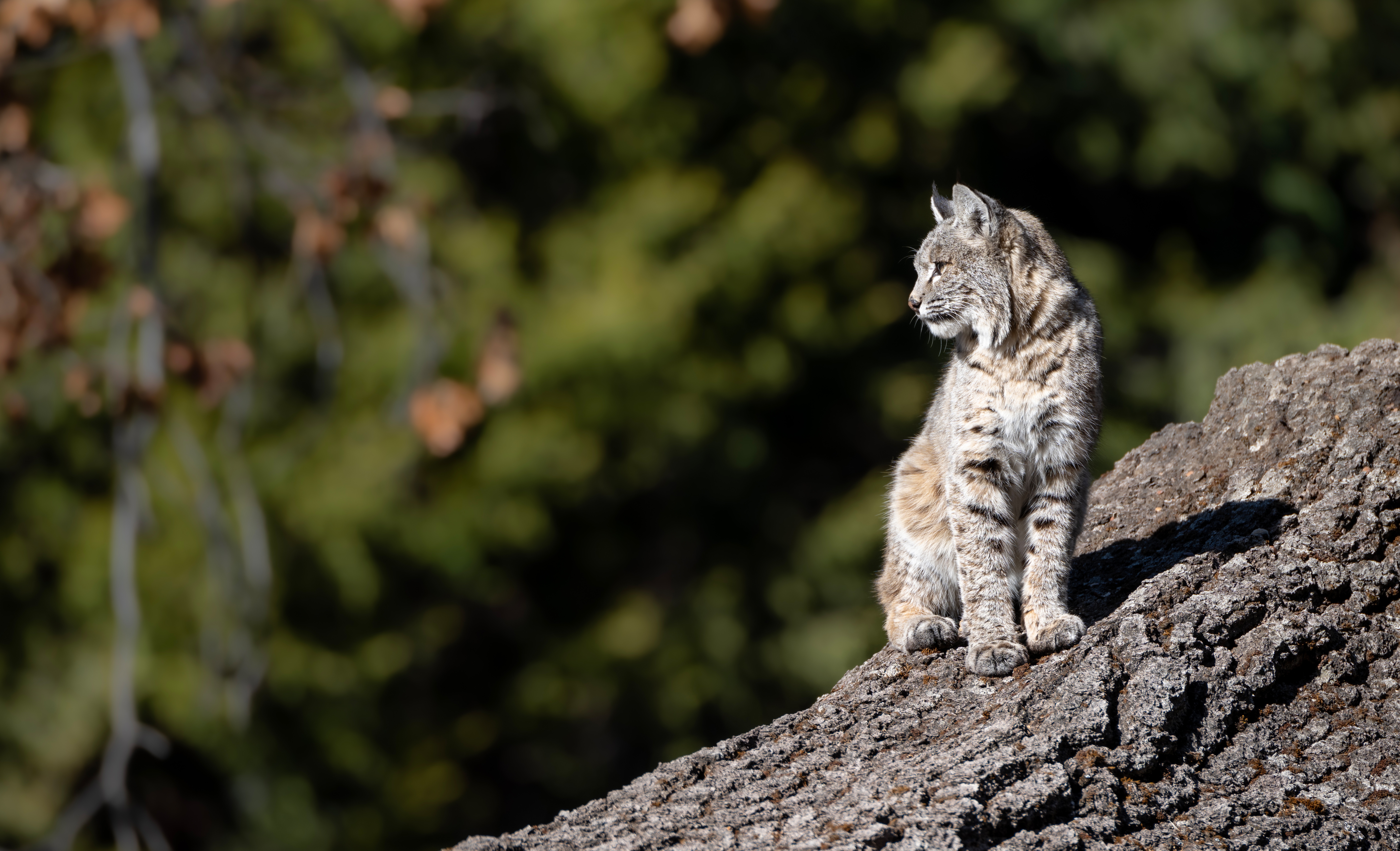 Descarga gratuita de fondo de pantalla para móvil de Animales, Gatos, Lince.