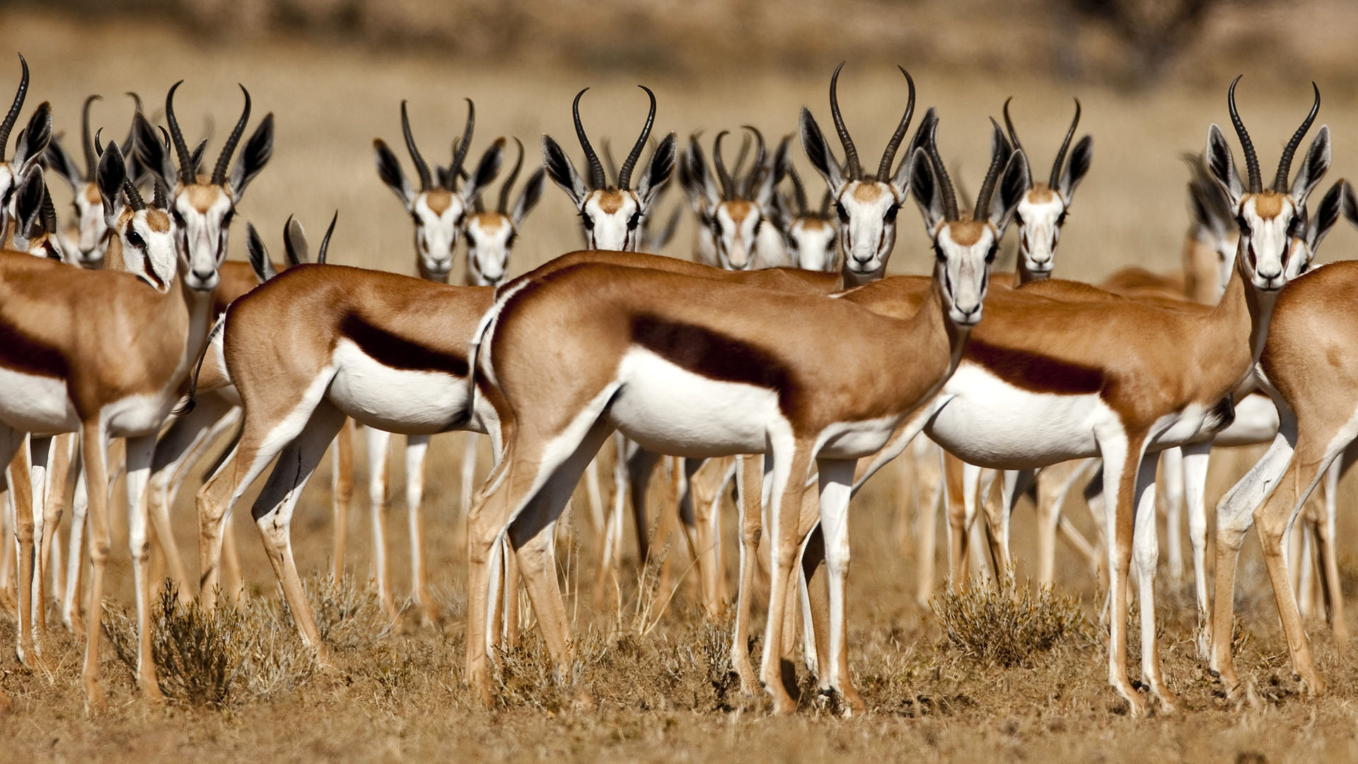 animal, antelope, thomson's gazelle