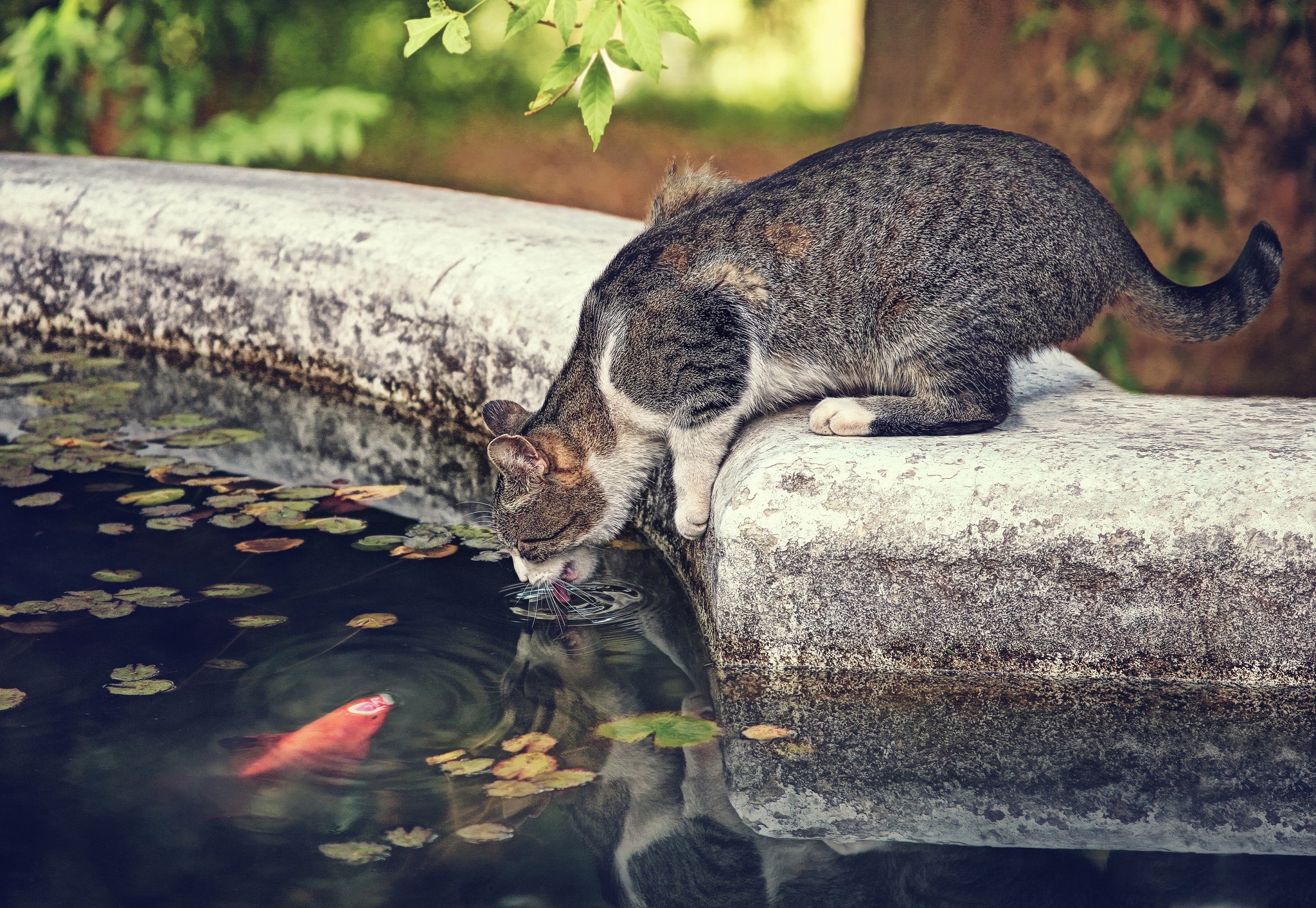 Download mobile wallpaper Cats, Reflection, Cat, Car, Animal, Fish for free.