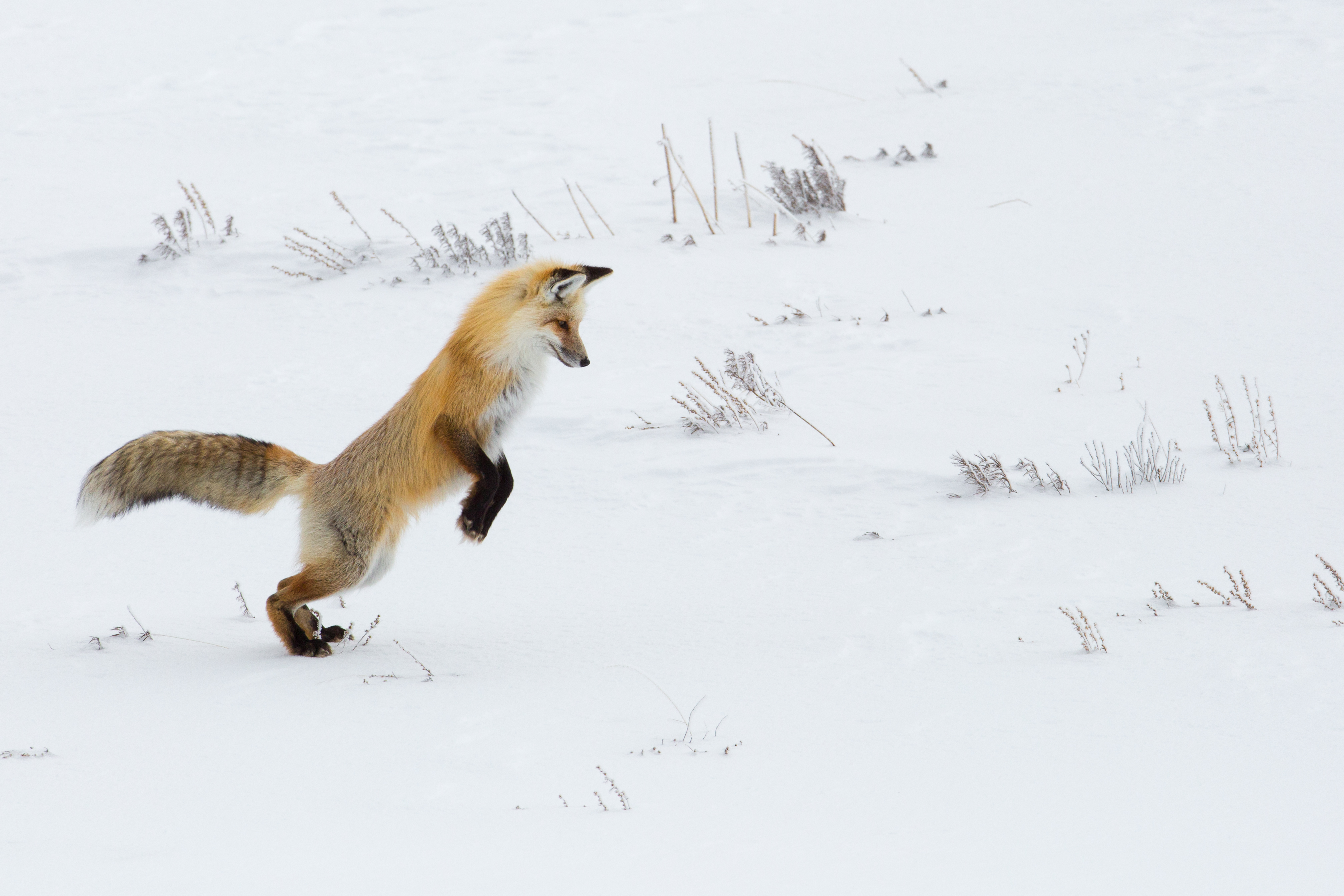 Free download wallpaper Snow, Predator, Animals, Fox, Funny on your PC desktop