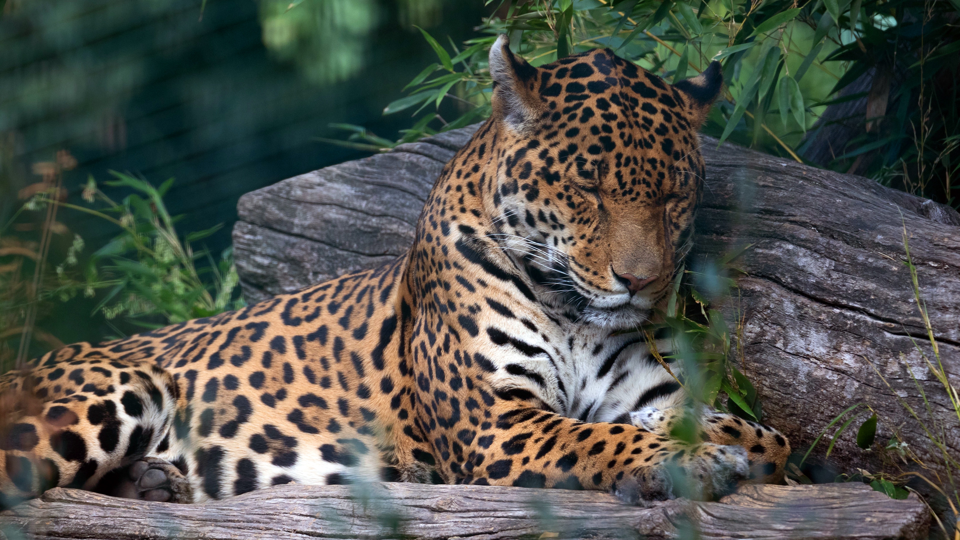 Free download wallpaper Cats, Jaguar, Animal on your PC desktop