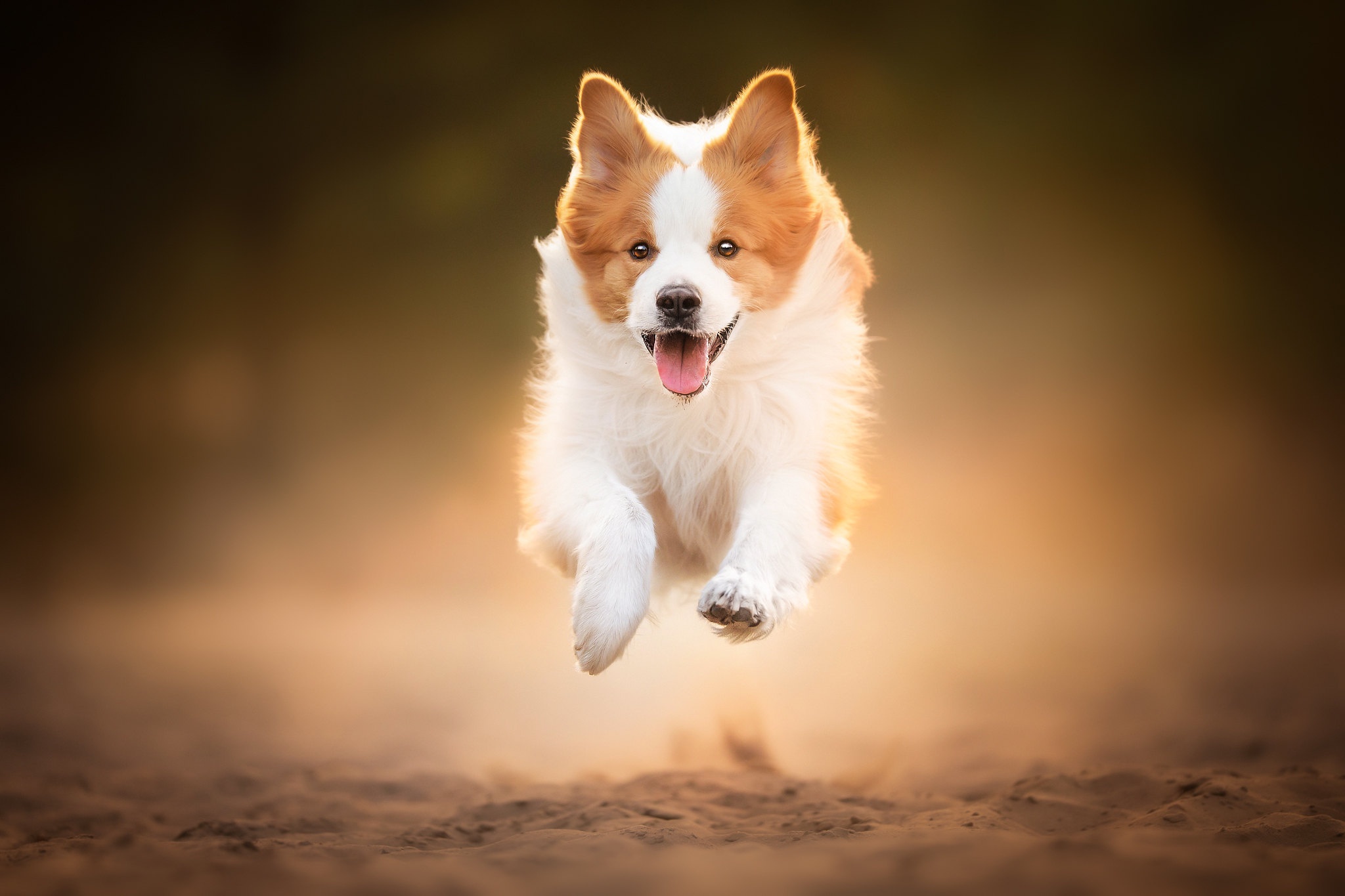 Téléchargez gratuitement l'image Animaux, Chiens, Chien sur le bureau de votre PC