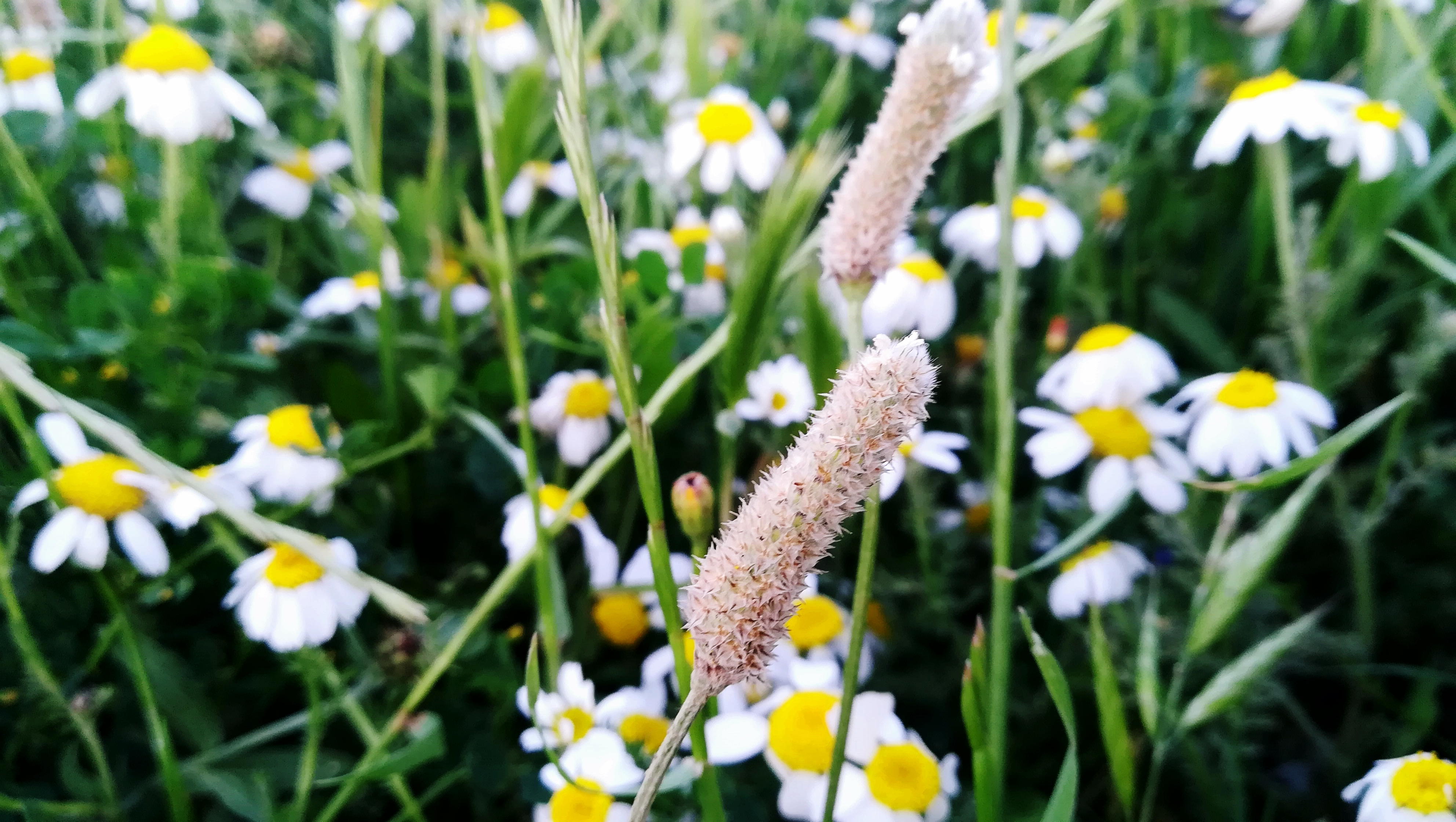 Download mobile wallpaper Nature, Flower, Earth, Spring, Chamomile, Depth Of Field for free.