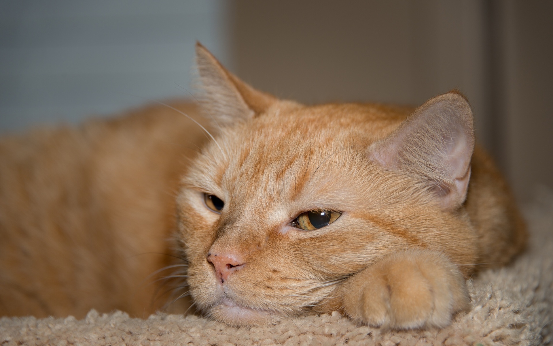 Baixe gratuitamente a imagem Animais, Gatos, Gato na área de trabalho do seu PC