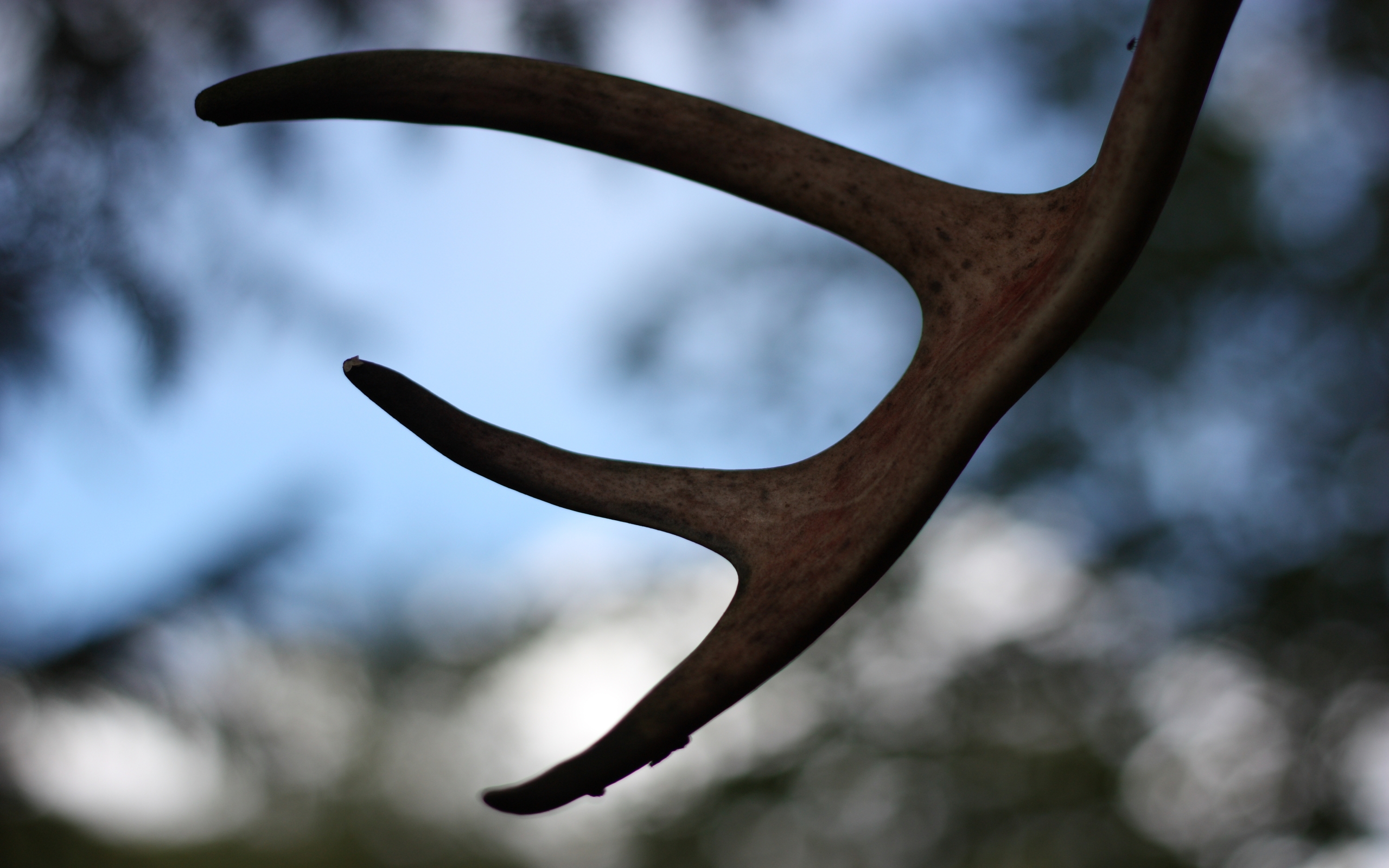 photography, antler