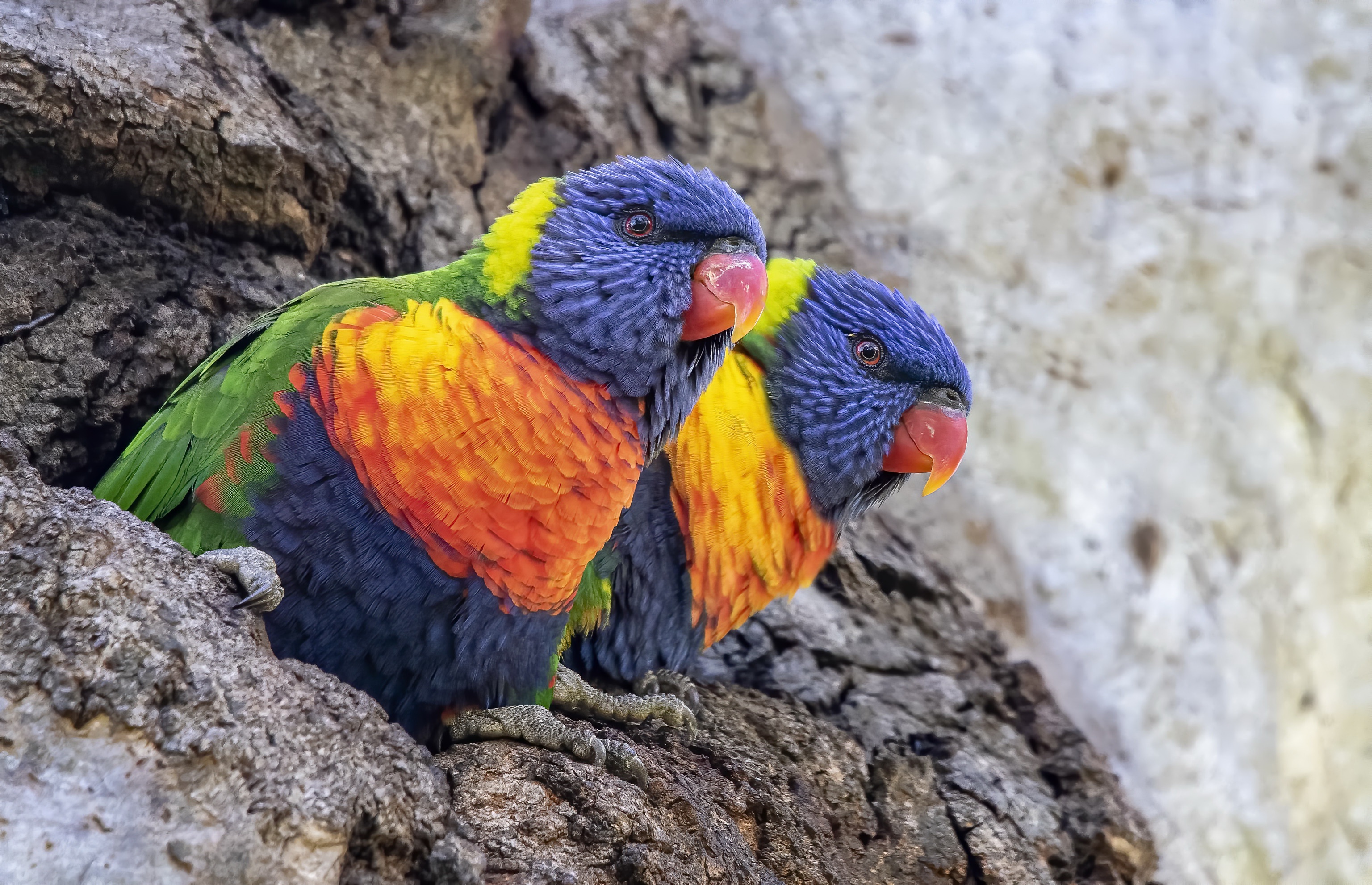 Free download wallpaper Birds, Bird, Animal, Parrot, Rainbow Lorikeet on your PC desktop