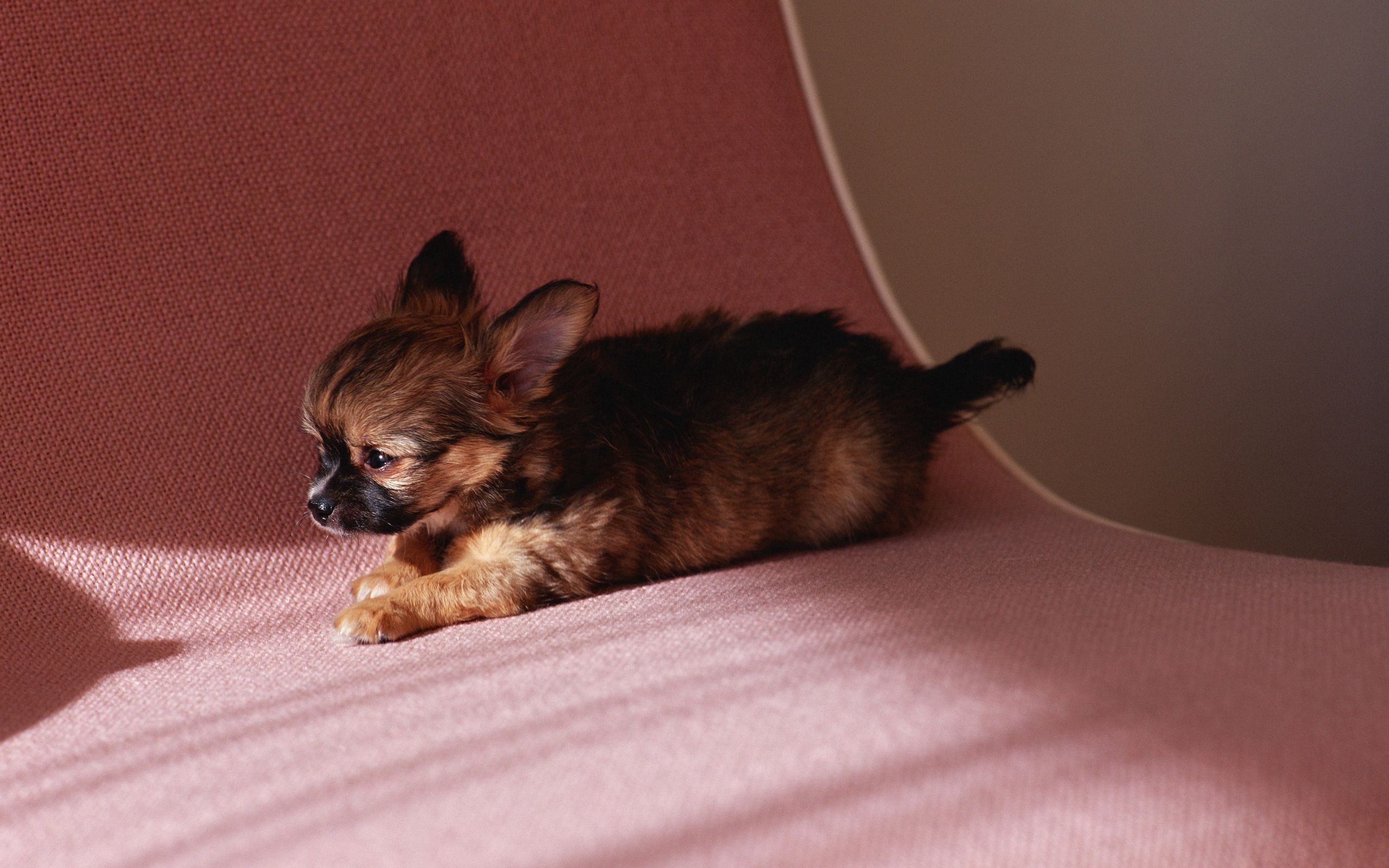 animals, to lie down, lie, puppy, kid, tot wallpapers for tablet