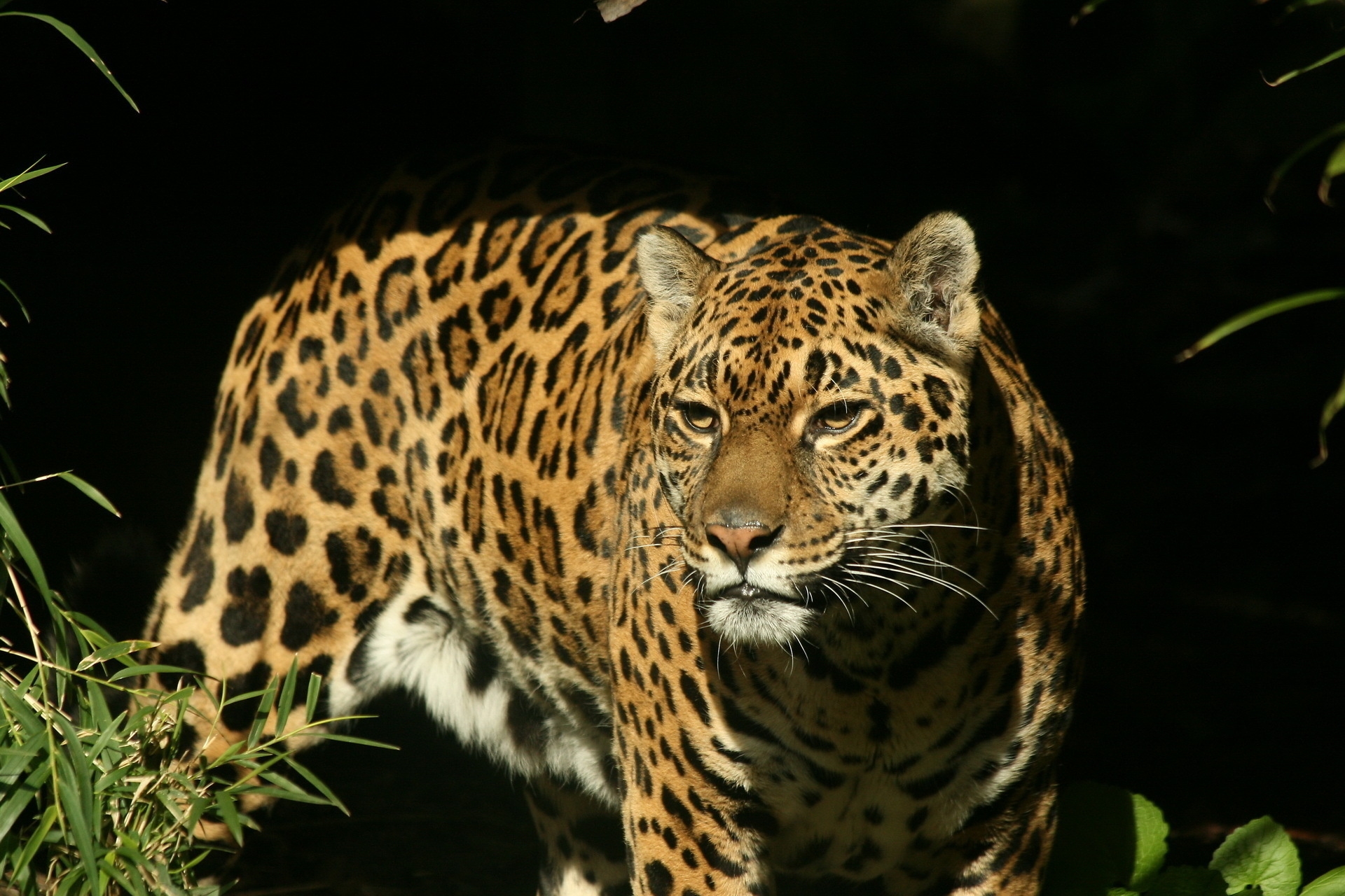 146180 Bild herunterladen tiere, grass, hintergrund, jaguar, dunkel, raubtier, predator, sicht, meinung, uhr, anschauen - Hintergrundbilder und Bildschirmschoner kostenlos
