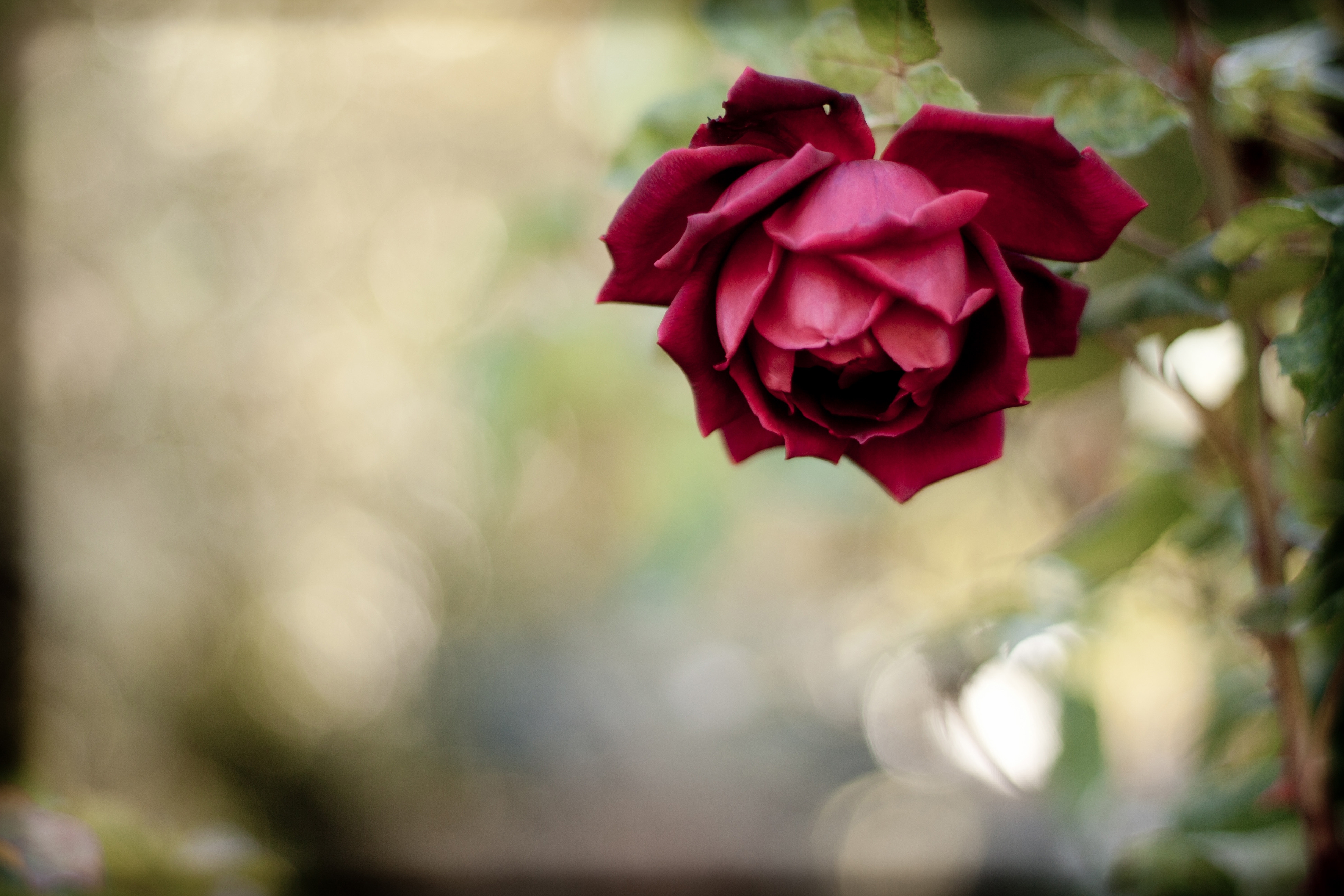 Download mobile wallpaper Bud, Rose Flower, Rose, Smooth, Flowers, Blur for free.