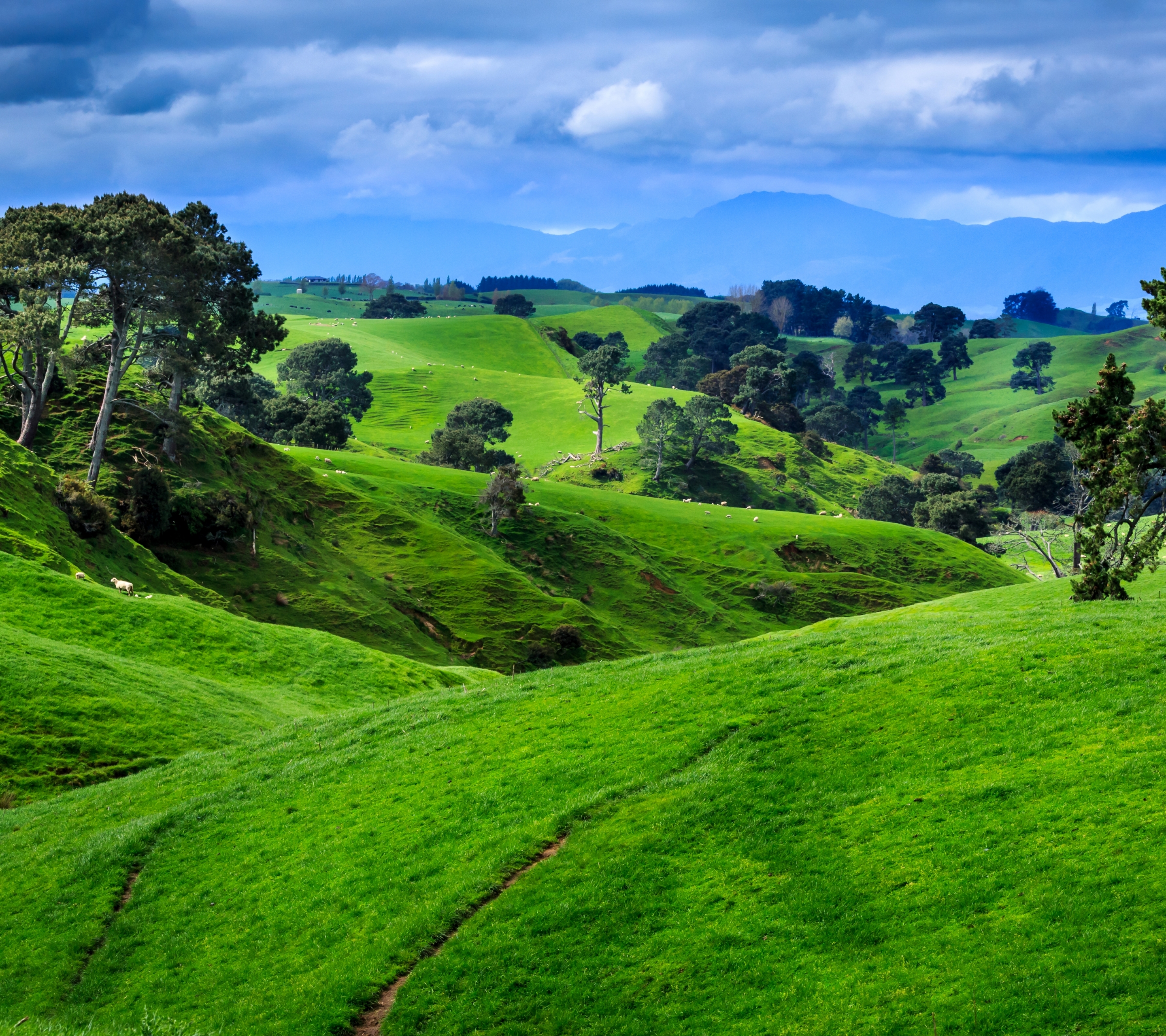 Скачать обои бесплатно Пейзаж, Природа, Трава, Новая Зеландия, Холм, Земля/природа картинка на рабочий стол ПК